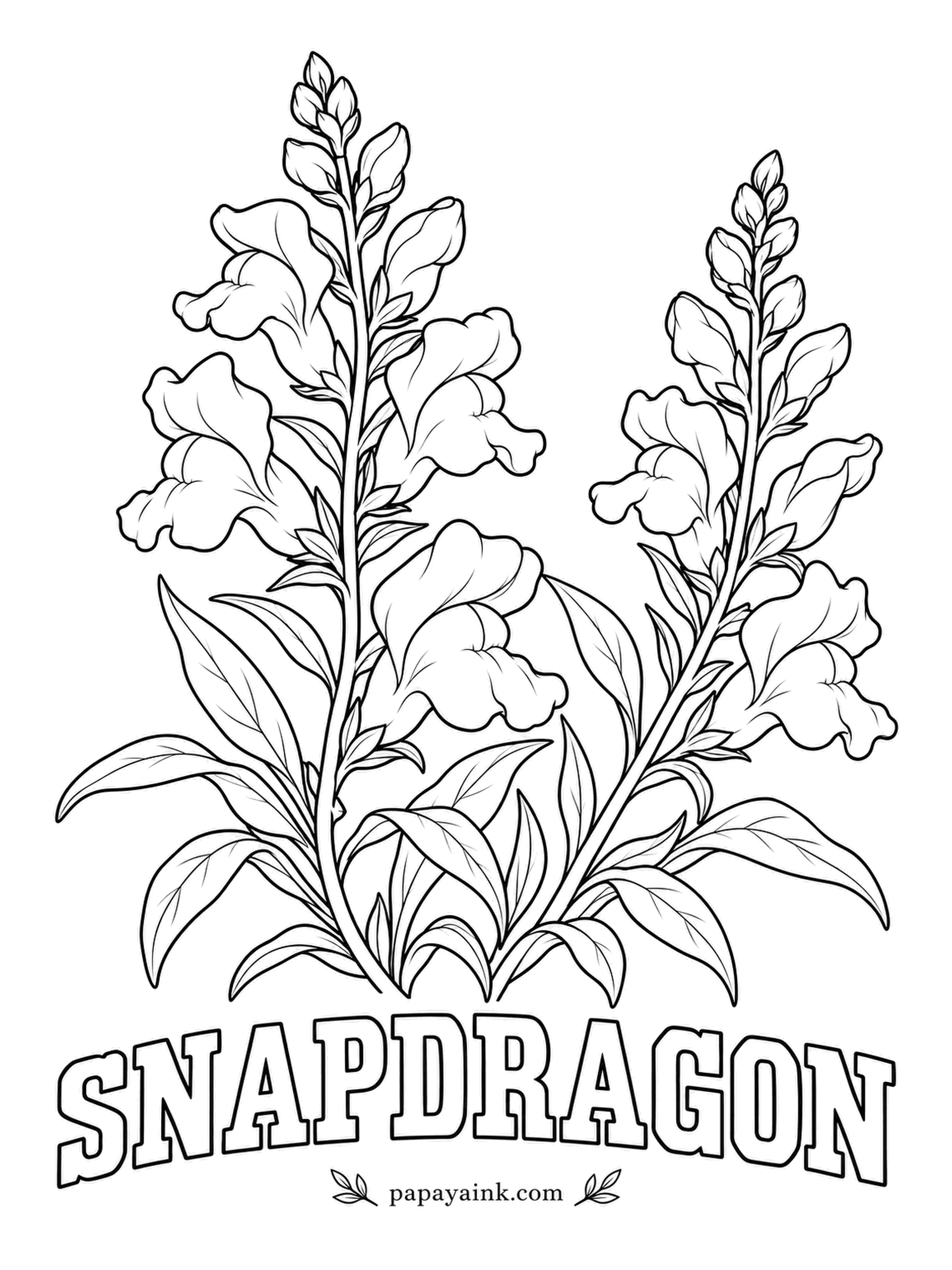 Free Flower Coloring Pages - Squeeze the sides of a real snapdragon and the flower opens and shuts like a tiny dragon's jaw. Start strongest on the lowest blooms of each spike and fade upward to the pale green buds at the tips.