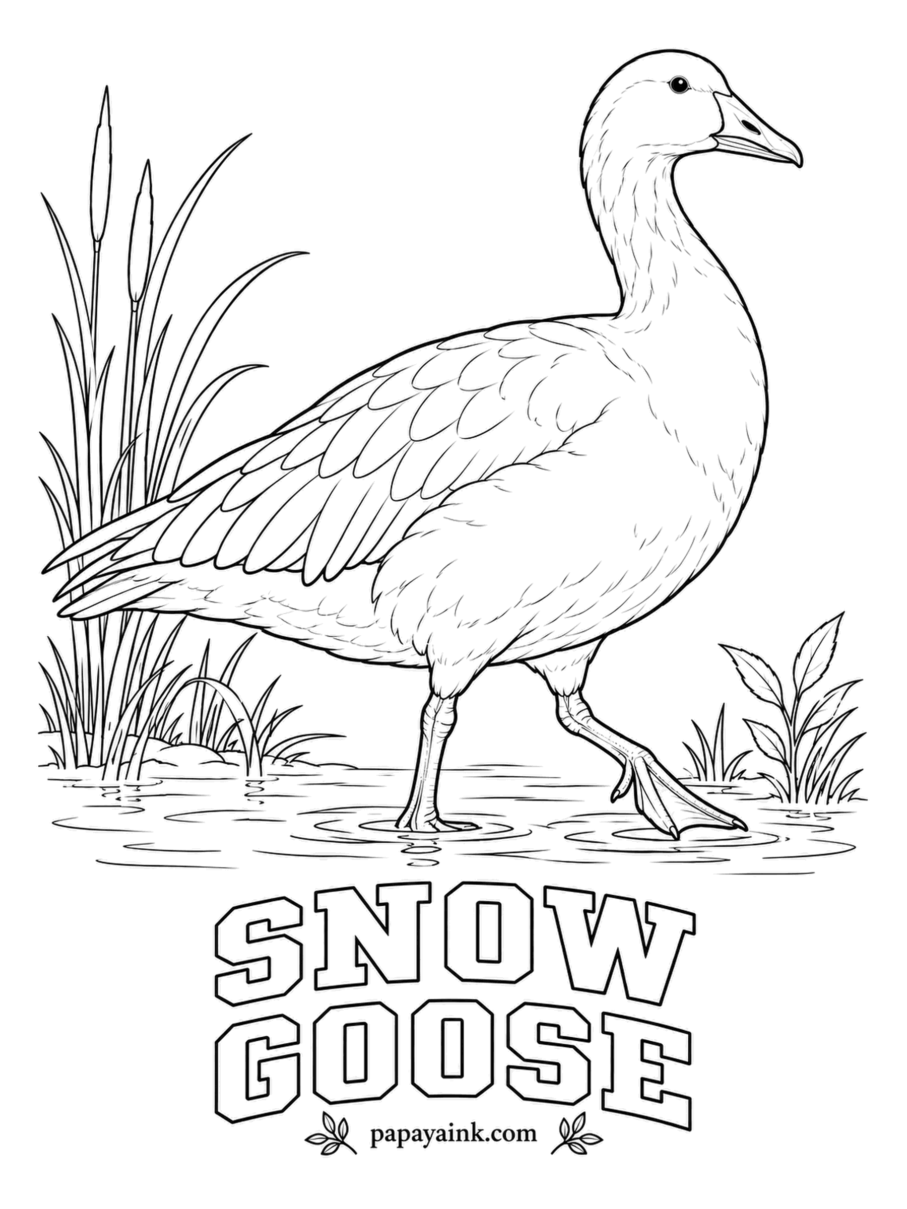 Realistic Bird Coloring Pages - Snow geese travel in flocks so large that a landing sounds like applause. Look closely at the bill: a black grin patch runs along the edge. Pure white with black wingtips, and pink legs to match the bill.