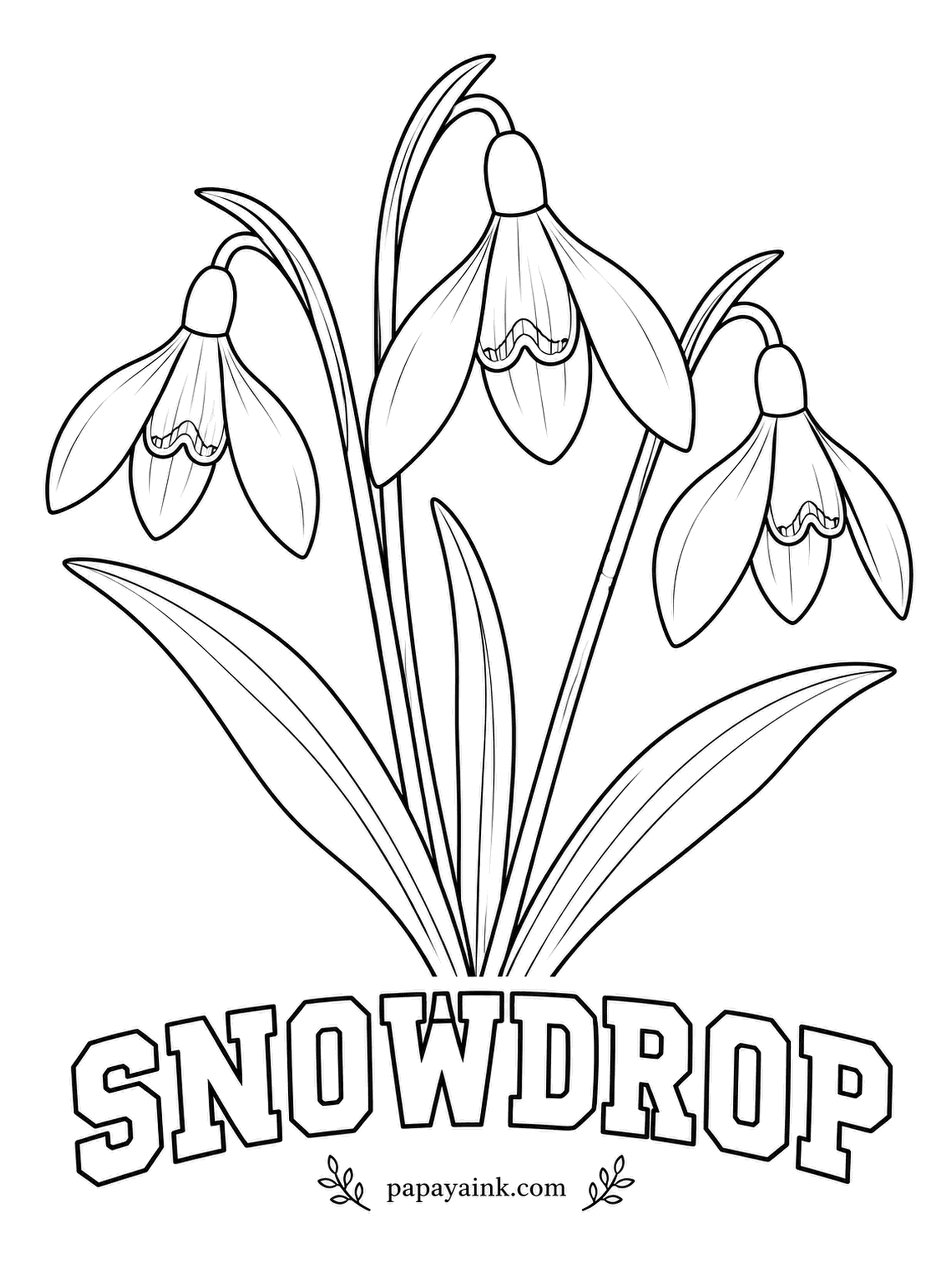 Free Flower Coloring Pages - A green, heart-shaped mark sits on each inner petal of a snowdrop, the only color the flower allows itself. Leave the outer petals pure white and shade the hanging bells with a little gray.