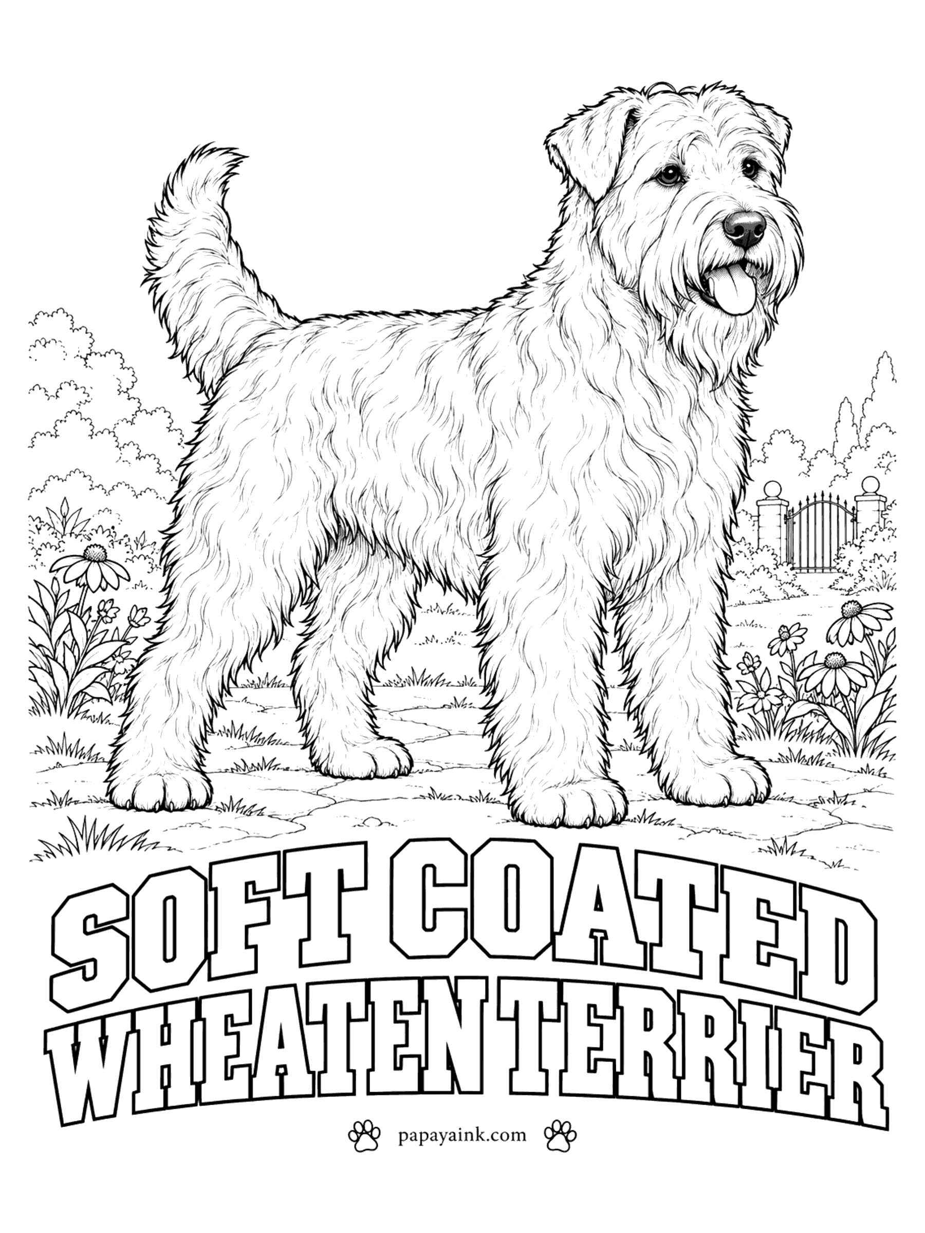Free Printable Dog Coloring Pages - Wheaten means the color of ripening wheat, and it is the only color this Irish farm dog comes in. Puppies of the soft coated wheaten terrier are born dark and lighten over about two years. Use warm beige and gold, laid down in soft waves.