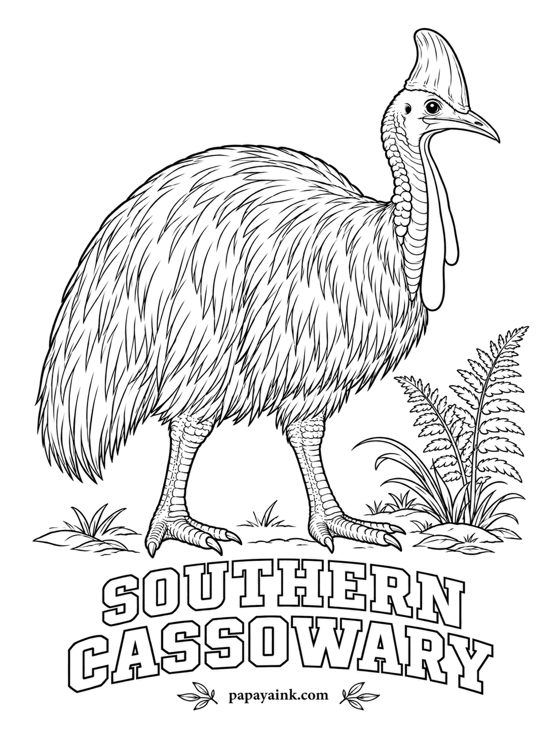 Printable Bird Coloring Pages - Some rainforest trees rely on the cassowary to swallow their fruit and plant the seeds far away. The Southern Cassowary has coarse black plumage, a tall horn-colored casque, a bright blue neck and a pair of red wattles. Long strokes for the shaggy feathers.