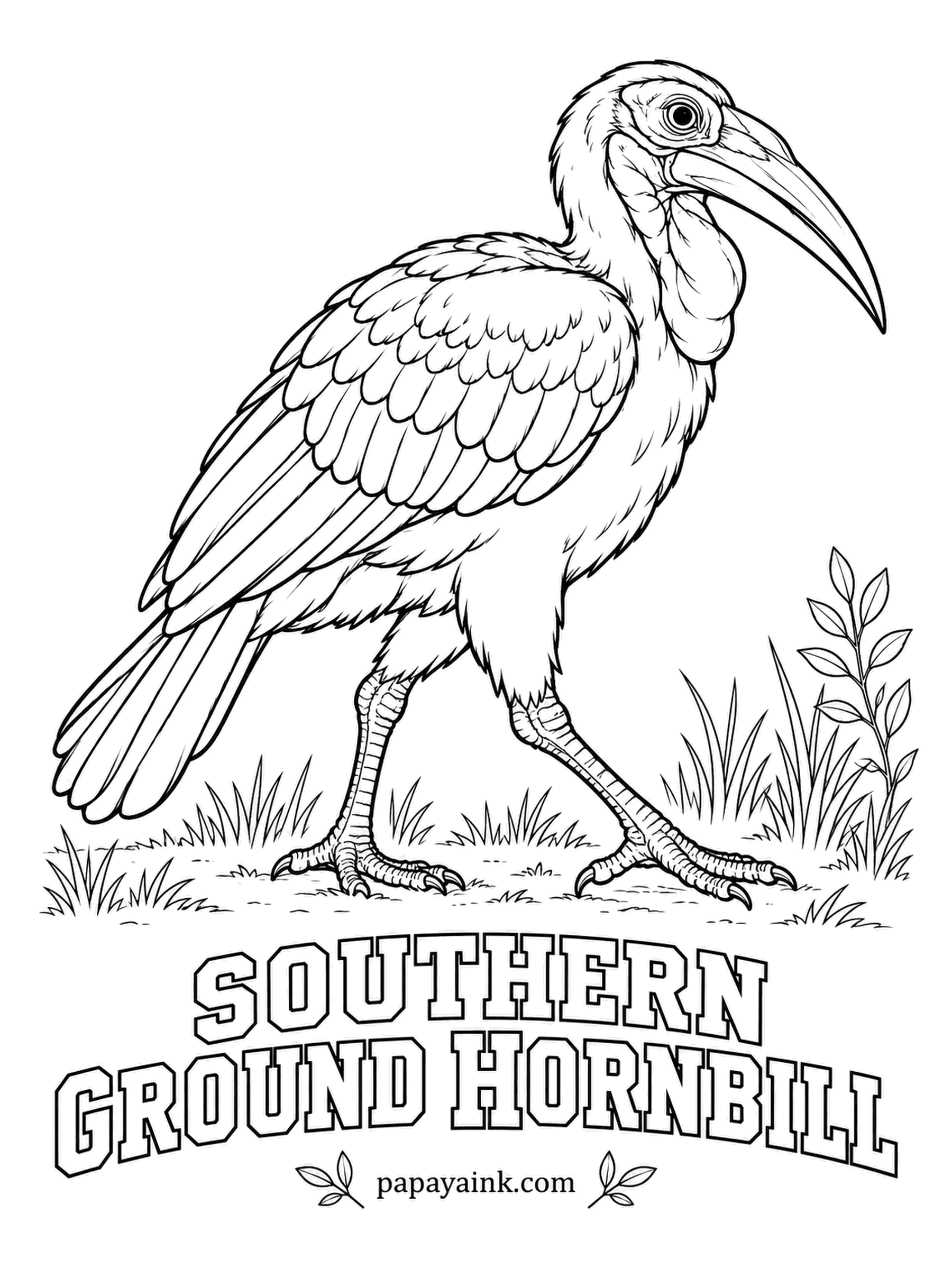 Realistic Bird Coloring Pages - Turkey-sized and walking most of the day, the southern ground hornbill hunts across the African savanna for anything from beetles to snakes, and its booming call carries for miles. Black body, bright red bare face and throat wattle.