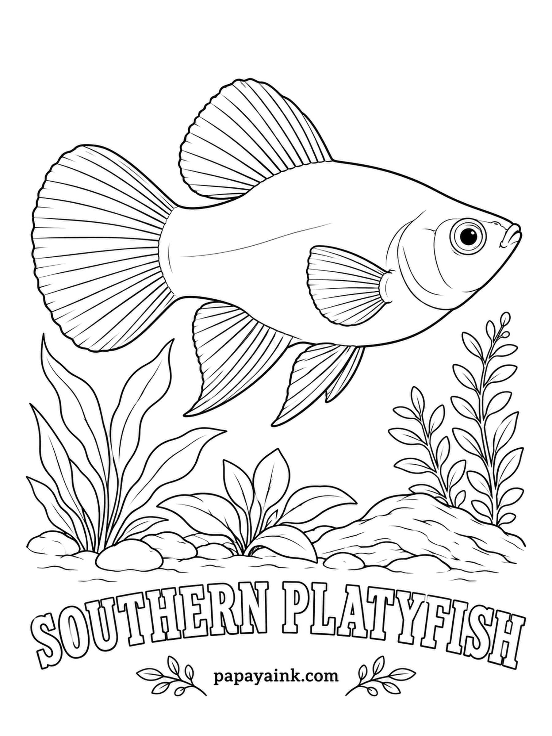 Aquarium Fish Coloring Pages - Platies are close cousins of swordtails and can even interbreed with them, and pet store colors grow wilder every year. Red, sunset orange and tuxedo black are all bred forms. Bold solid color works best here.