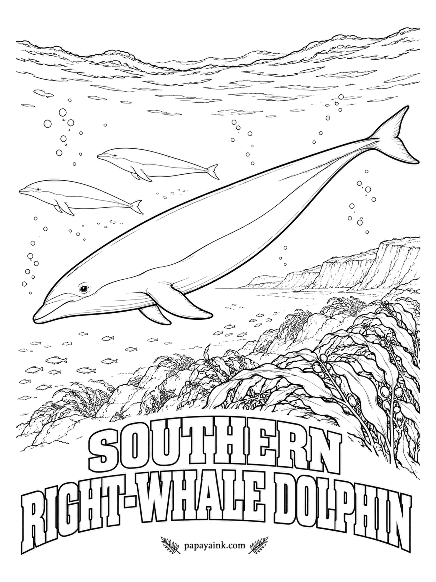Whale Coloring Pages - No dorsal fin, and that smooth back makes it one of the fastest, sleekest dolphins alive. Schools of hundreds skip across the Southern Ocean in long, low bounces. A crisp line divides the body: black above, pure white below, including the beak and flippers.