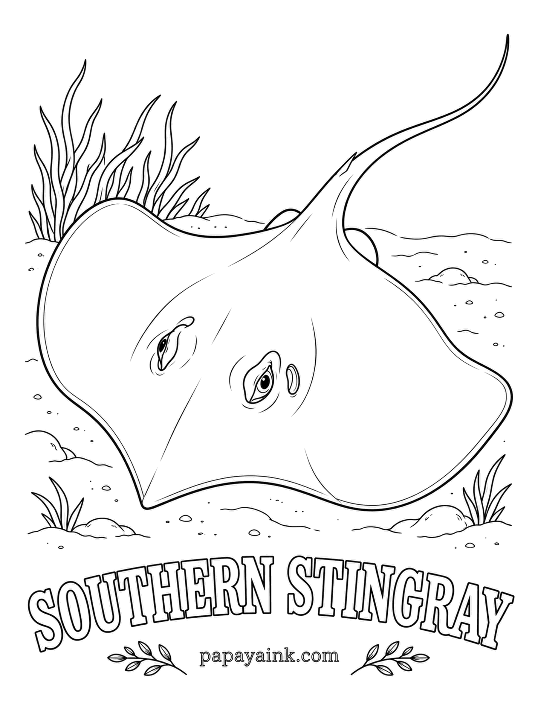 Ocean Fish Coloring Pages - At Stingray City in the Cayman Islands, these rays glide right up to visitors standing waist-deep in the sea. In the wild they bury themselves with only the eyes and breathing holes showing. Muddy brown to olive on top, white underneath.