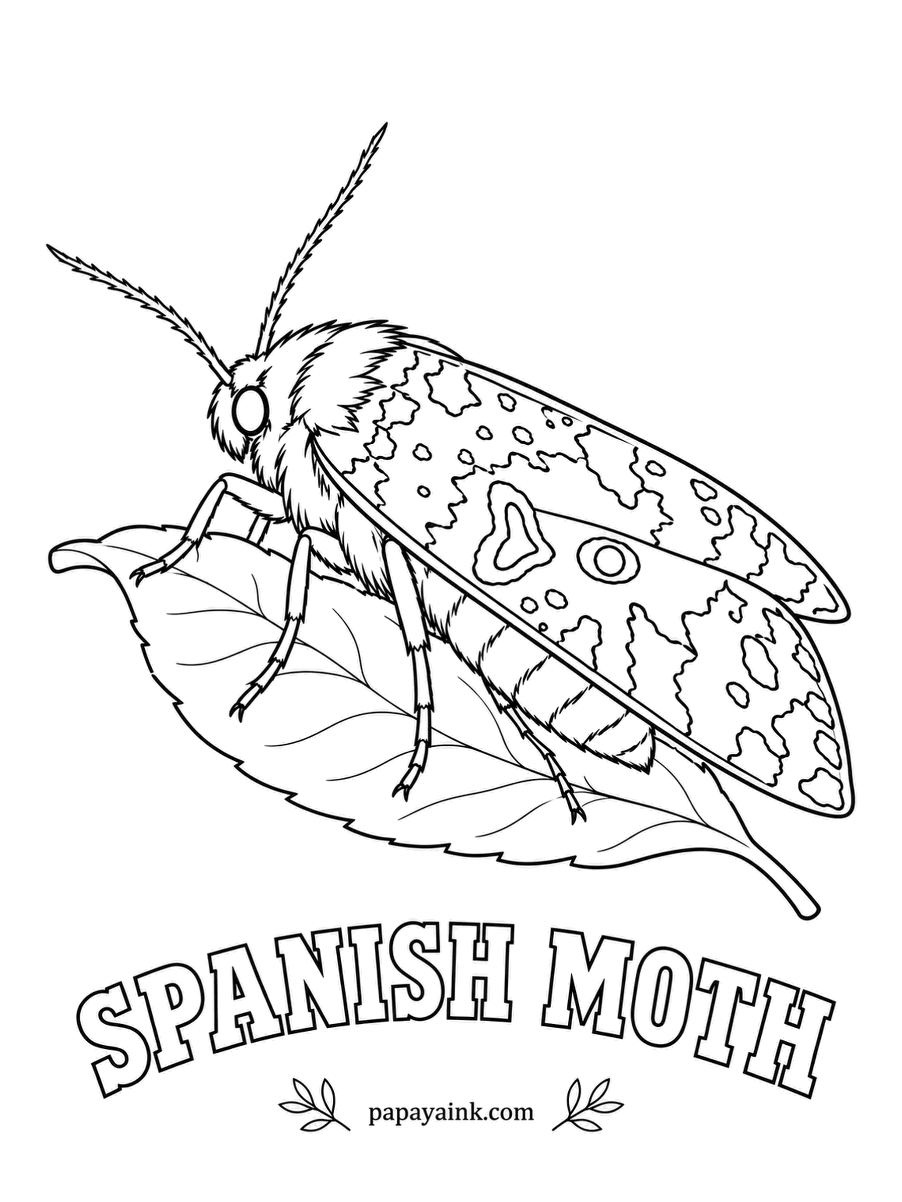 Butterfly and Moth Coloring Pages - Dressed in pink and maroon with patches of cream and black, like a scrap of old brocade. Its larvae live on spider lilies and amaryllis. A rare chance to use magenta on a moth, so use it.