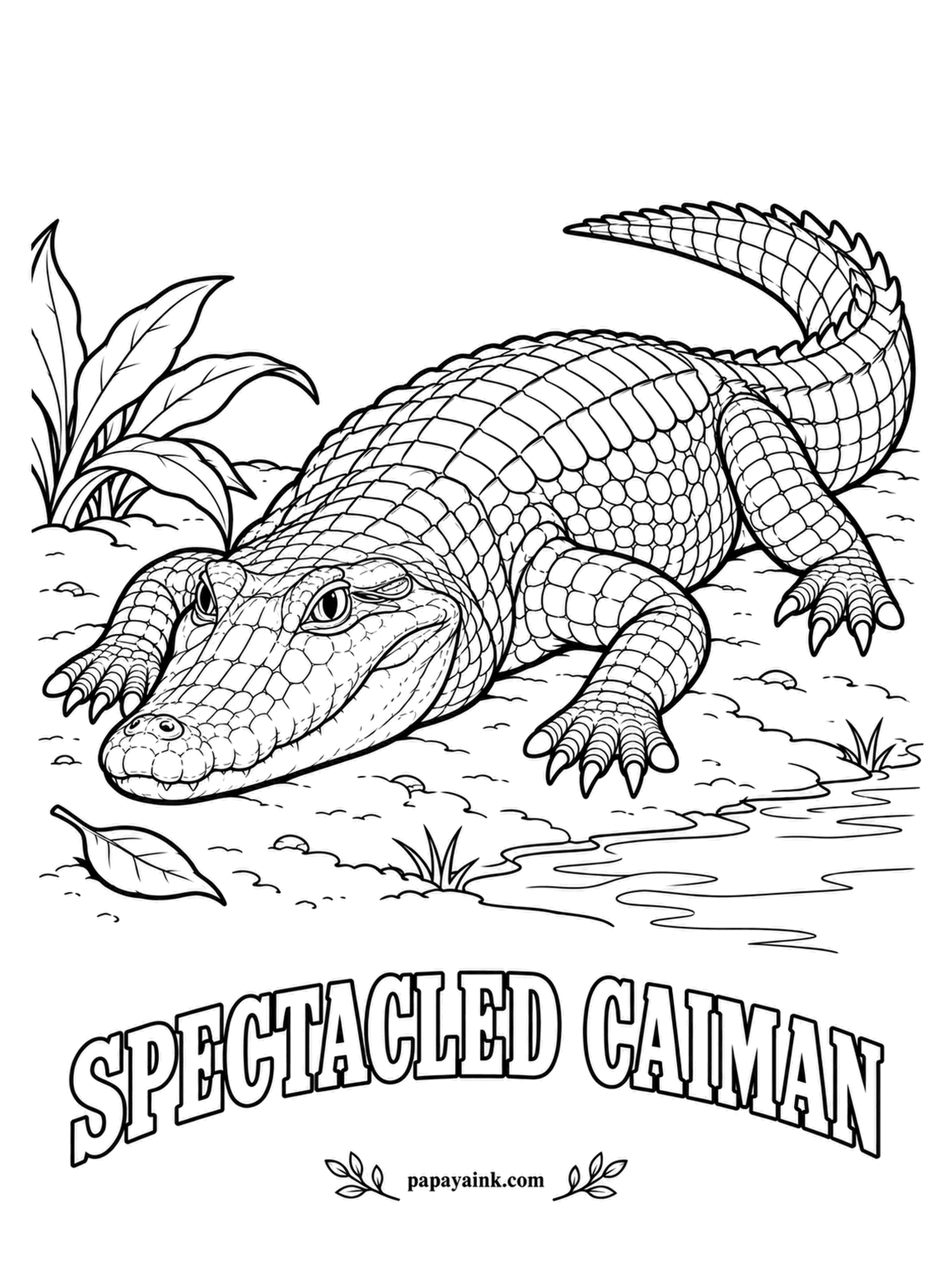 Reptile Coloring Pages - A bony ridge between the eyes sits where the bridge of a pair of glasses would, hence the name. Spectacled caimans are common from Mexico to Brazil, in rivers, marshes and even roadside ditches. Greenish khaki with dark bands across the back and tail.
