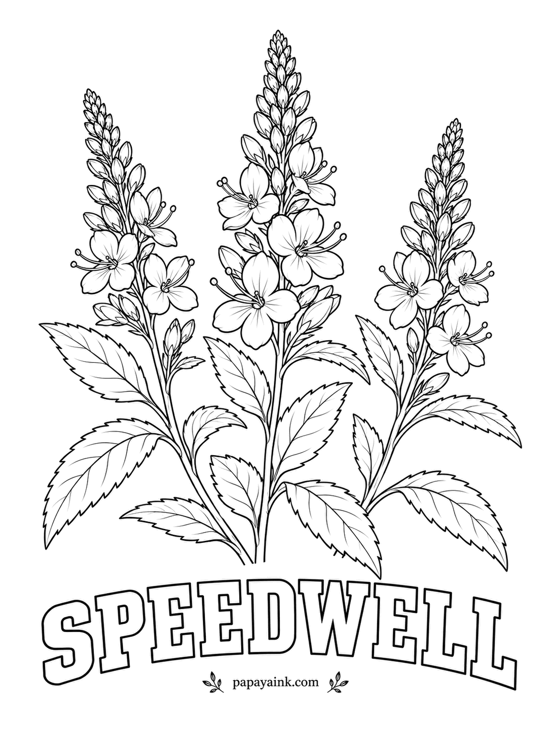 Realistic Flower Coloring Pages - Slim spikes packed with small flowers open from the bottom and taper to a point of tight buds. Speedwell blooms through summer and draws a steady line of bees. Deep blue, violet, pink or white.