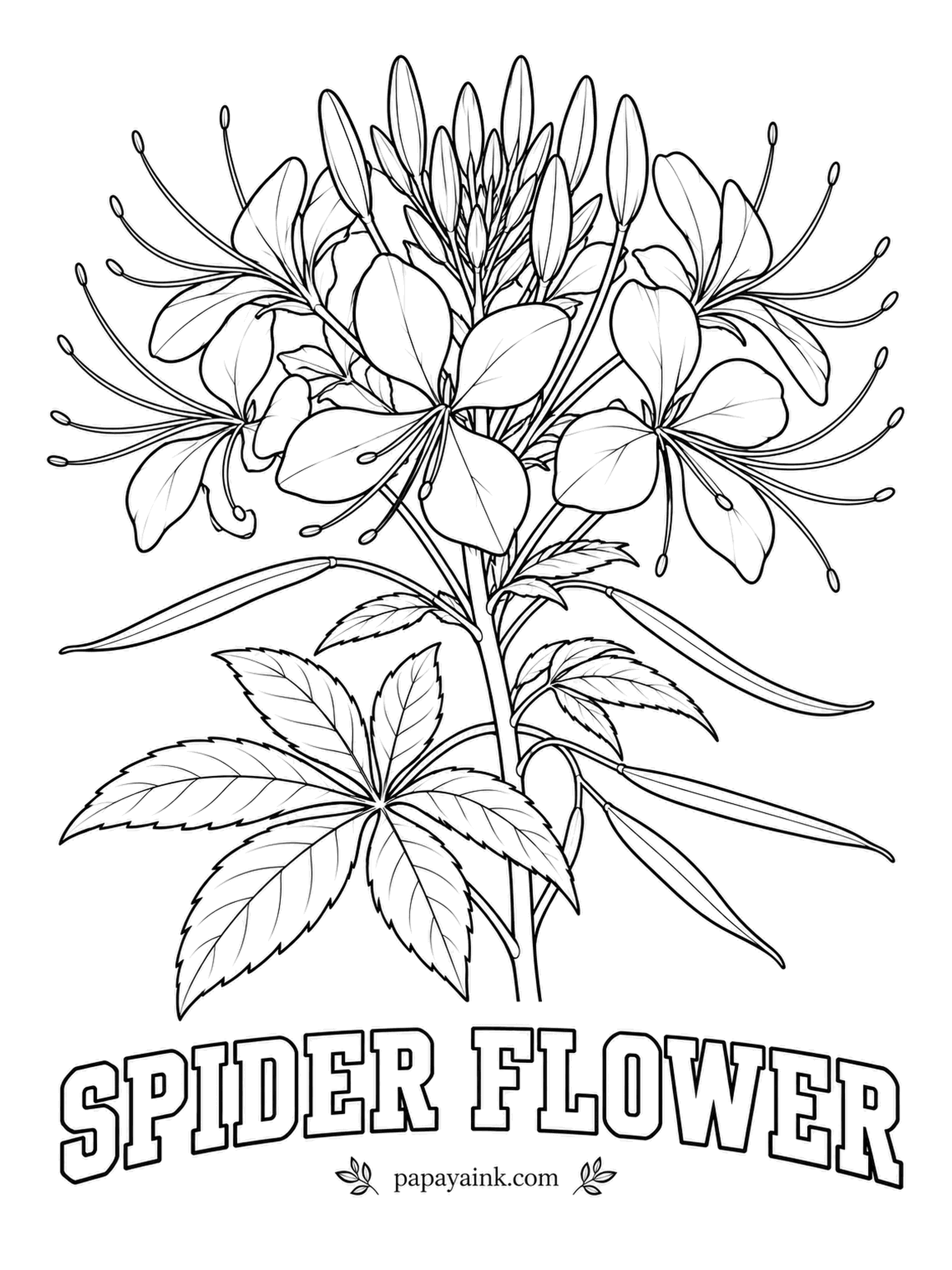 Printable Flower Coloring Pages - The long stamens reaching out from every blossom gave spider flower its name. It is a tall annual that keeps blooming until frost, in pink, violet or white, and the palm-shaped leaves fan out below. Big petals for fast coloring, thin stamens for a steady hand.