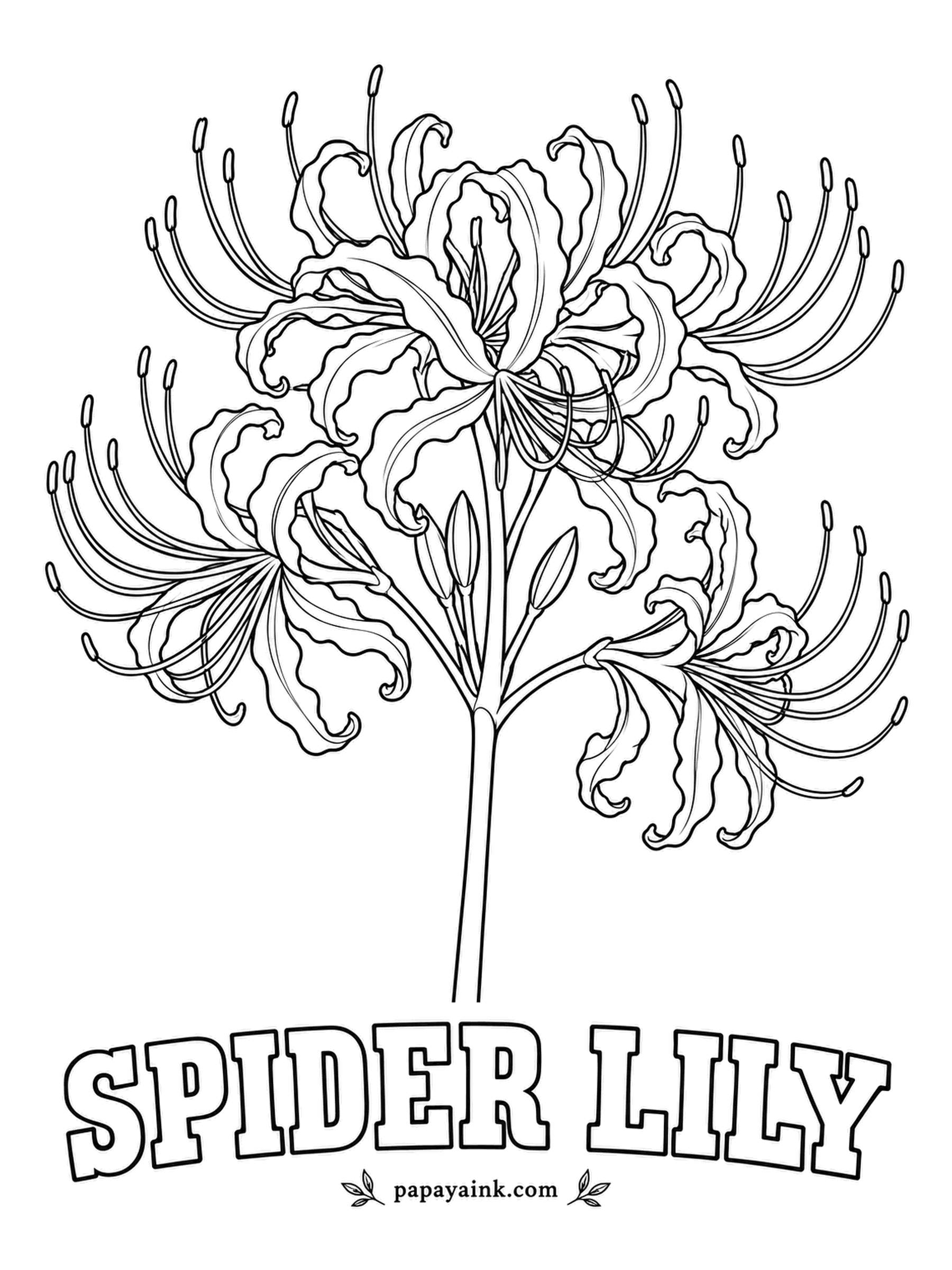 Printable Flower Coloring Pages - Curled-back petals and stamens that arc out like whiskers, on a bare stem with no leaves at all. Red spider lily flowers in early autumn, and the leaves only appear after the blooms are gone. True scarlet, with a slightly paler edge on each petal.
