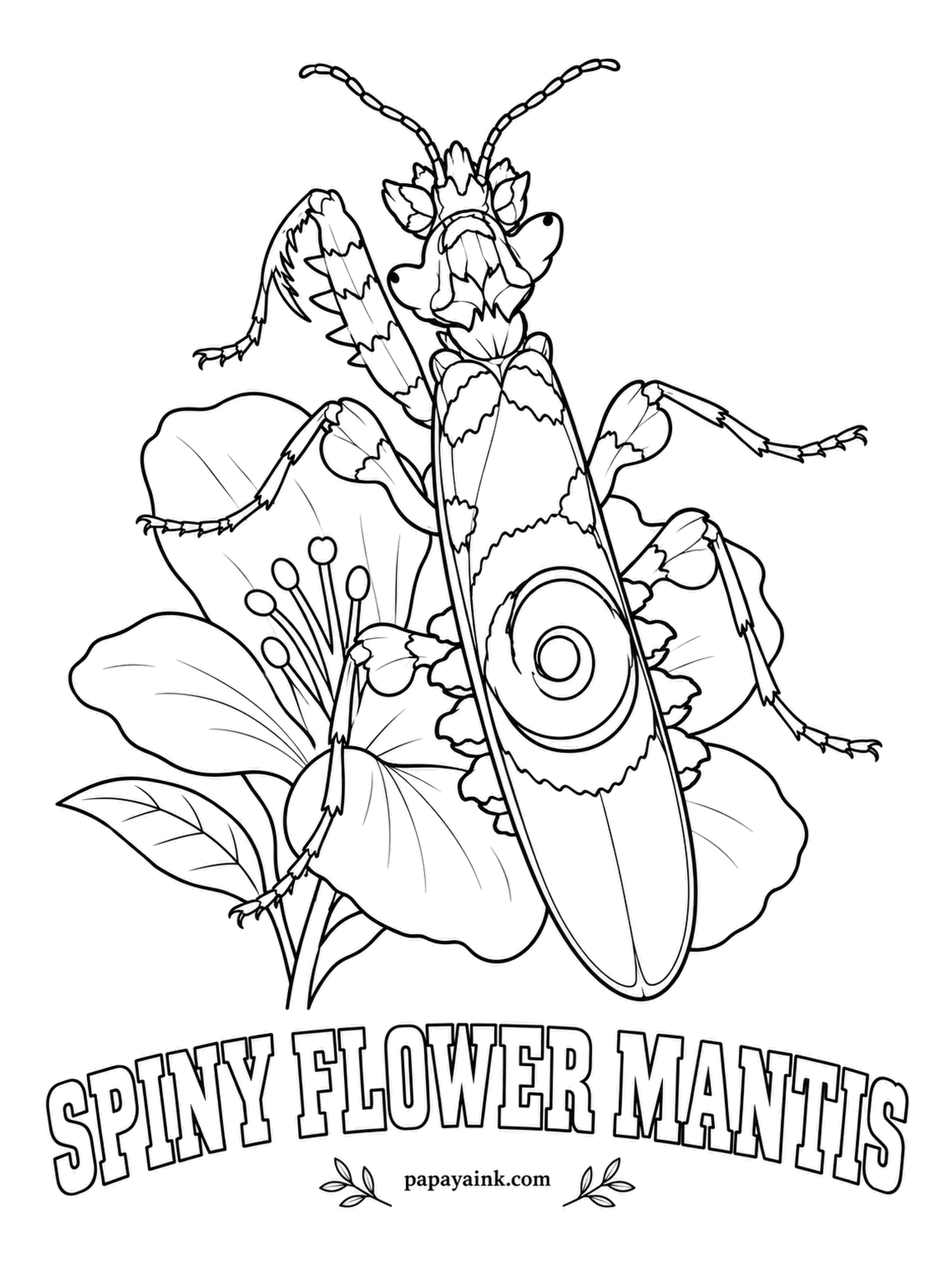 Insect Coloring Pages - A spiral eyespot on the wings is the spiny flower mantis's trump card: when it lifts them, a predator suddenly faces a big staring eye. It comes from southern and eastern Africa. White, green, pink and yellow in bands.