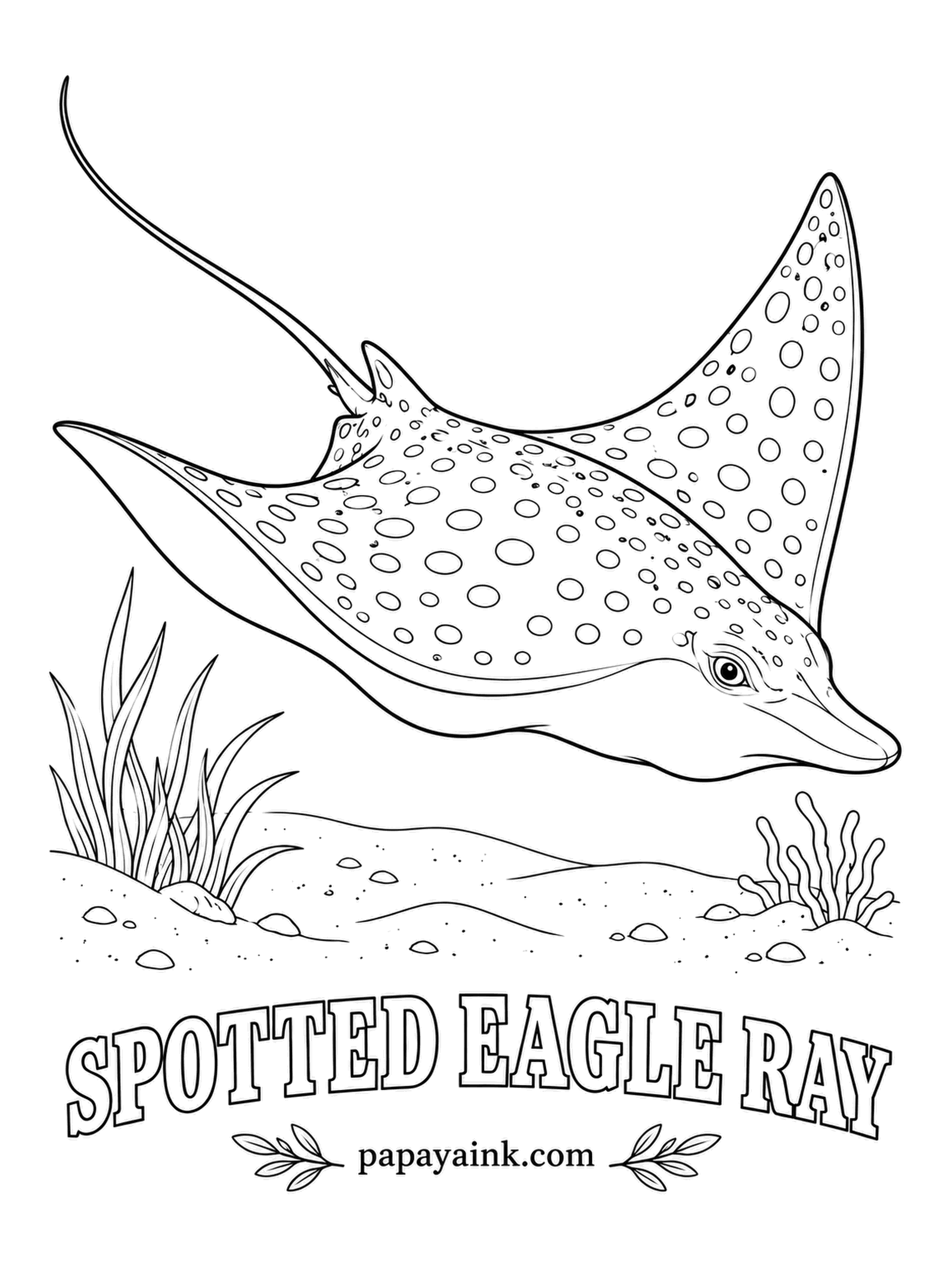 Ocean Fish Coloring Pages - Eagle rays leap clear of the water, sometimes several in a row, and land with a slap you can hear from a boat. The duckbill snout digs clams out of the sand. Dark navy back with white spots, white below. Detailed - many small circles.
