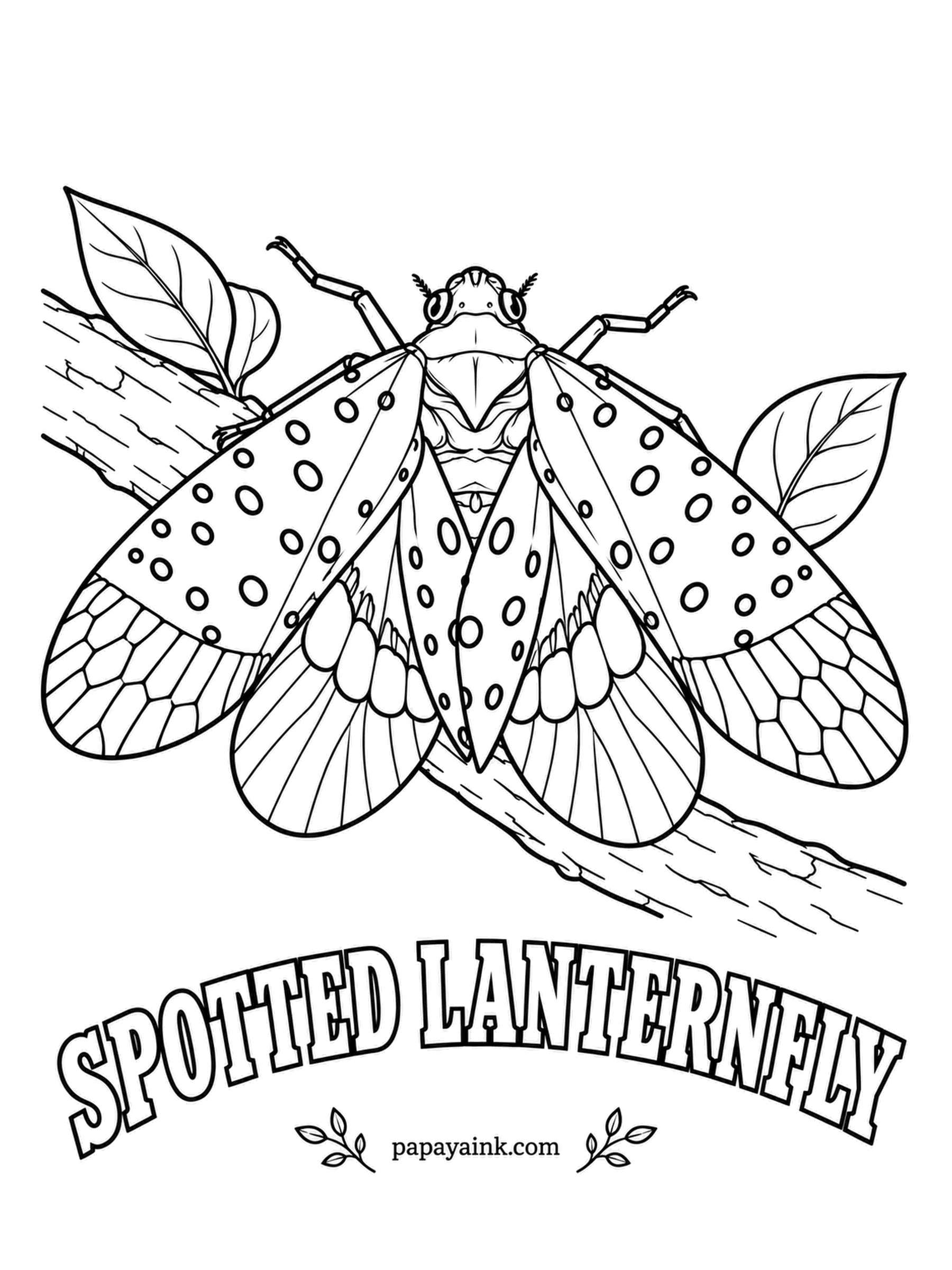 Insect Coloring Pages - China is home ground for the spotted lanternfly, but this invasive newcomer spread across the eastern United States in just a few years, and many states ask residents to report new sightings. Gray-pink forewings with black spots, scarlet hindwings.