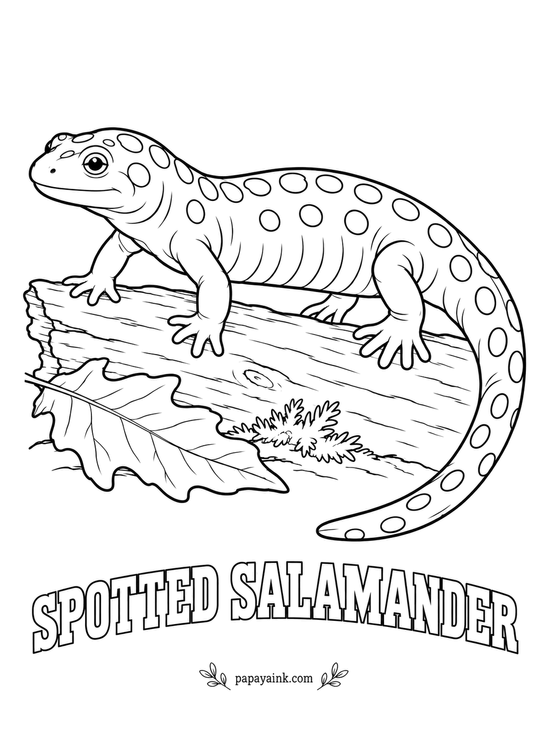 Amphibian Coloring Pages - Most of the year the spotted salamander hides underground. On the first warm, rainy night of spring, thousands march at once to the same woodland pools. Inky blue-black all over; color the two rows of spots lemon yellow last.