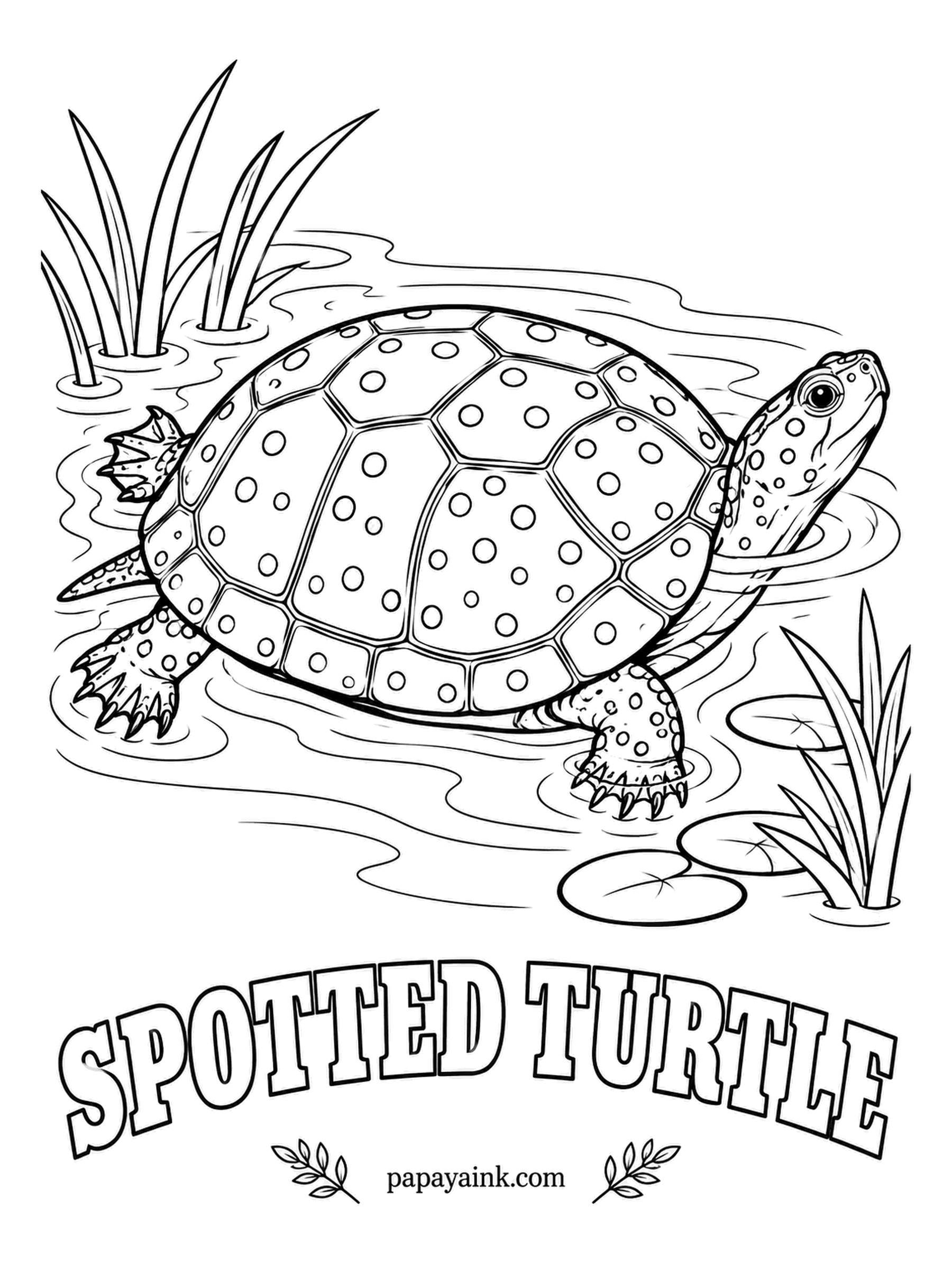 Reptile Coloring Pages - Small enough to sit in a cupped palm, the spotted turtle wears a black shell with bright yellow polka dots, and no two have the same pattern. It lives in shallow wetlands of the eastern United States. Black, yellow, done.