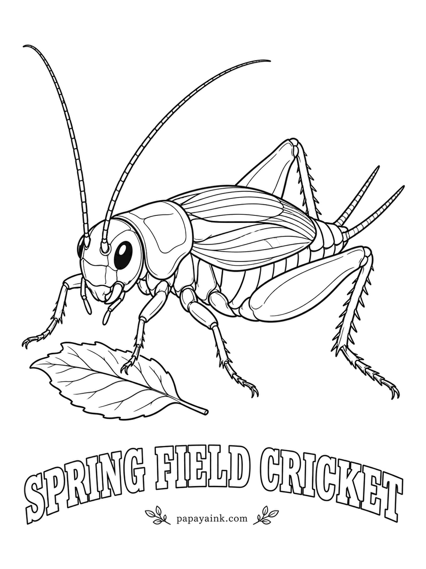 Insect Coloring Pages - Rubbing one wing against the other gives the spring field cricket its chirp, and its ears sit on its front legs, just below the knees. It is one of the first crickets heard each year. Glossy black, with brownish wings folded on top.