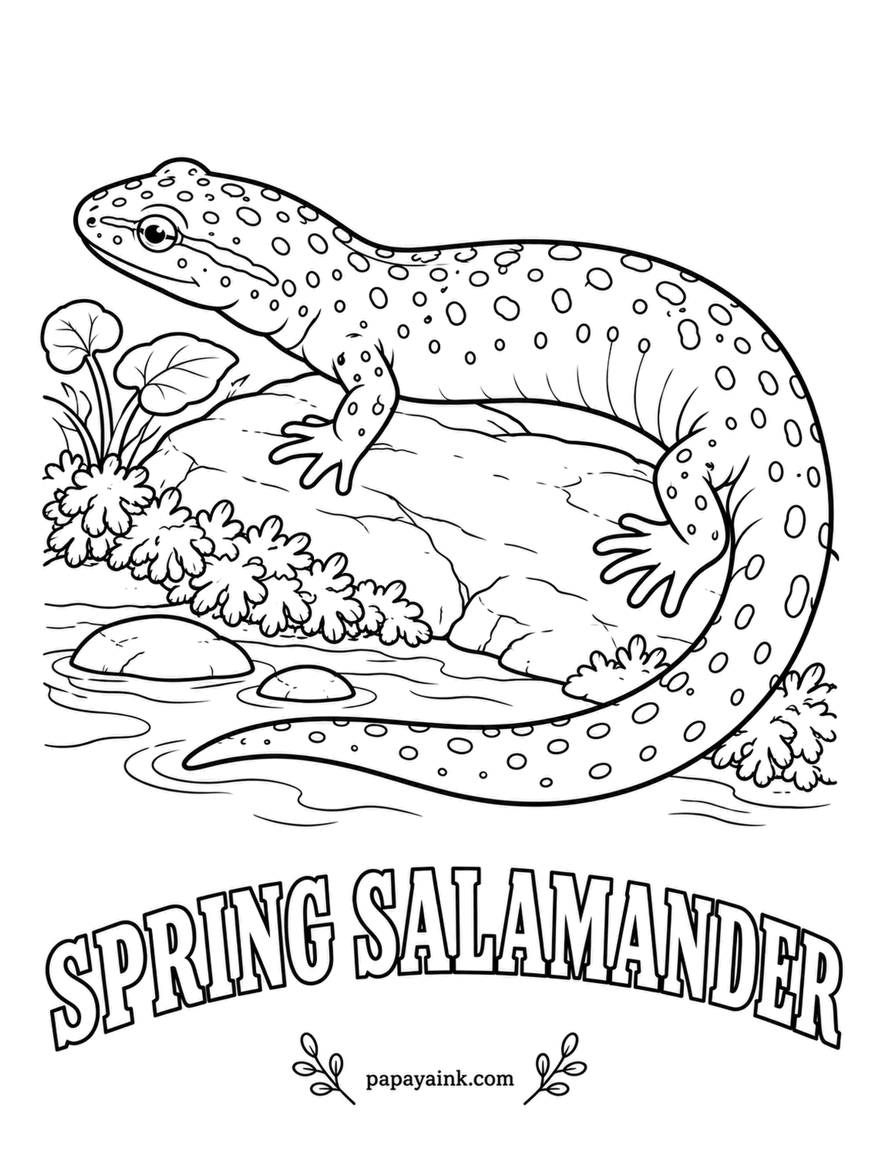 Amphibian Coloring Pages - The pink giant of Appalachian springs, the spring salamander grows big enough to swallow other salamanders, and spends up to four years as a larva before it ever climbs out onto land. Salmon pink to coral with a faint gray net pattern.