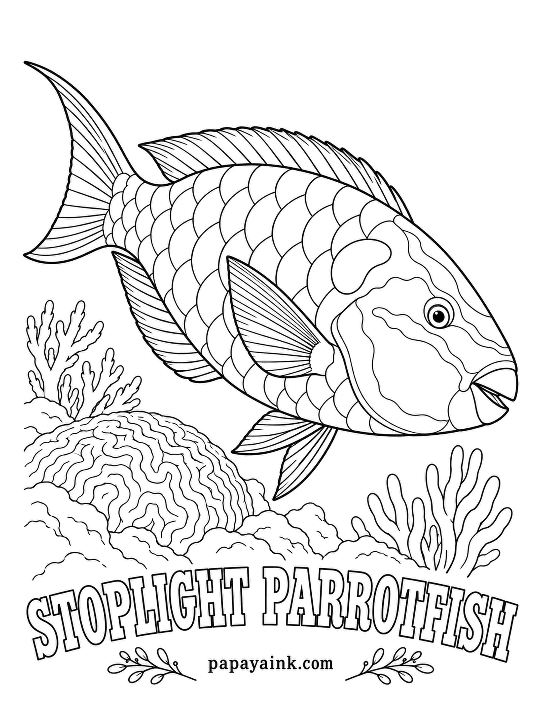 Ocean Fish Coloring Pages - Before sleeping, a parrotfish blows a cocoon of mucus around itself, likely to hide its scent from hunting moray eels. The name comes from a yellow spot near the gill on the adult male. Green scales, salmon-pink patches, yellow stoplight.