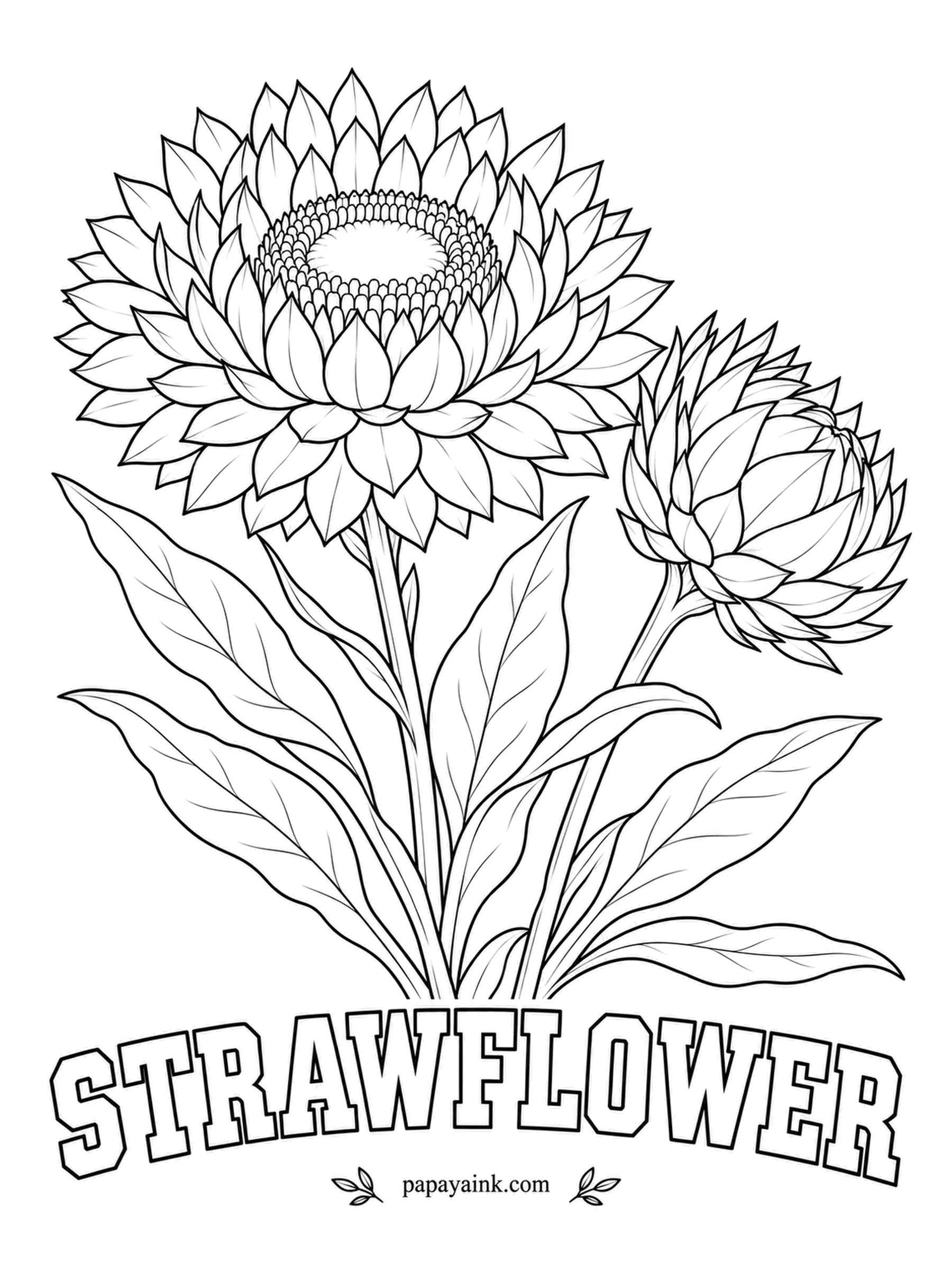 Free Flower Coloring Pages - Strawflower bracts feel dry and papery even on the living plant, and they close up over the center when the air turns damp. Gold, bronze, rose and cream all suit it. Detailed.