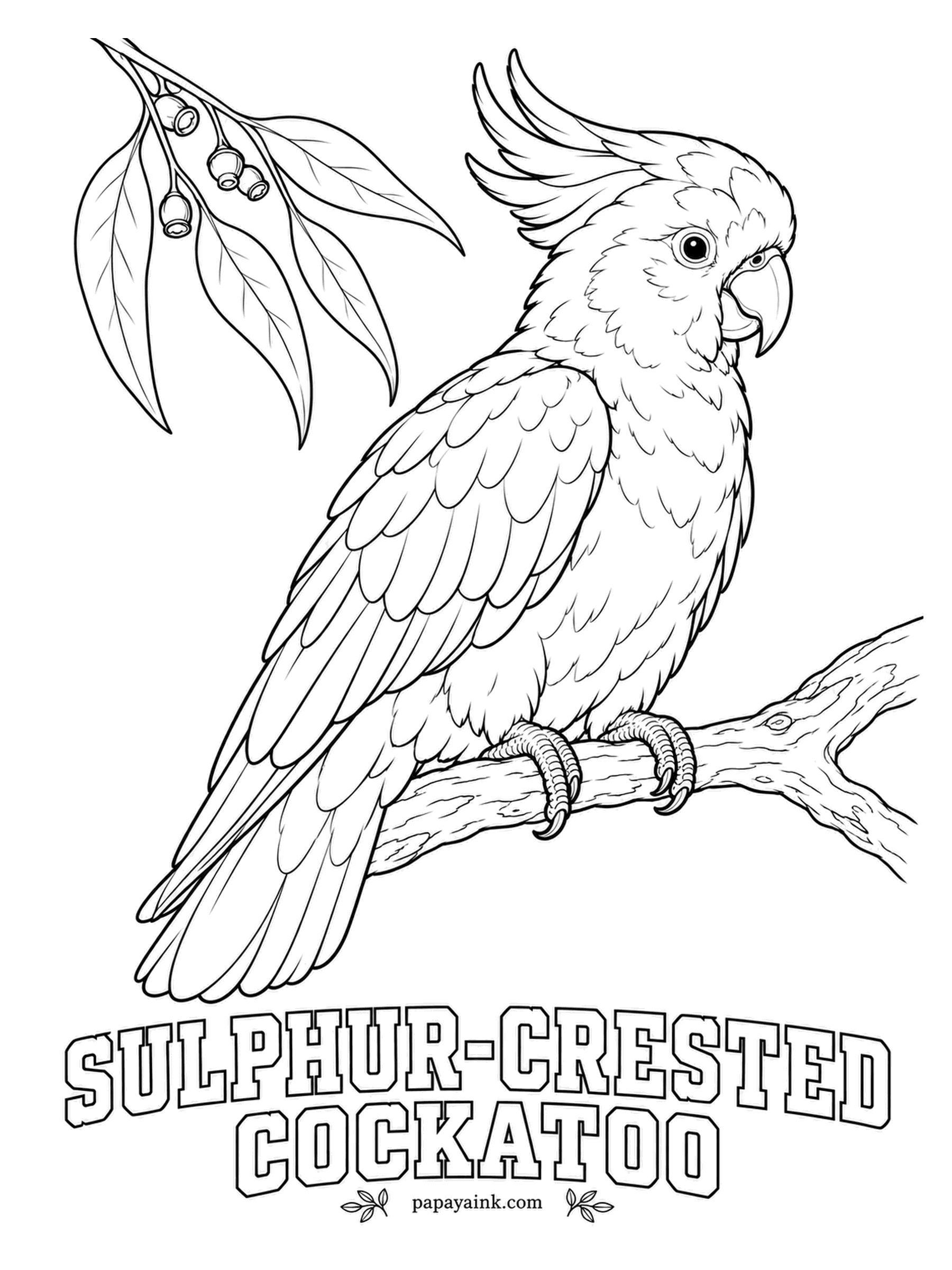 Printable Bird Coloring Pages - In Sydney these cockatoos have learned to flip open garbage bin lids, and they teach the trick to each other. The Sulphur-crested Cockatoo is white with a yellow crest, a black bill and a pale yellow wash under the wings. Leave most of it white.