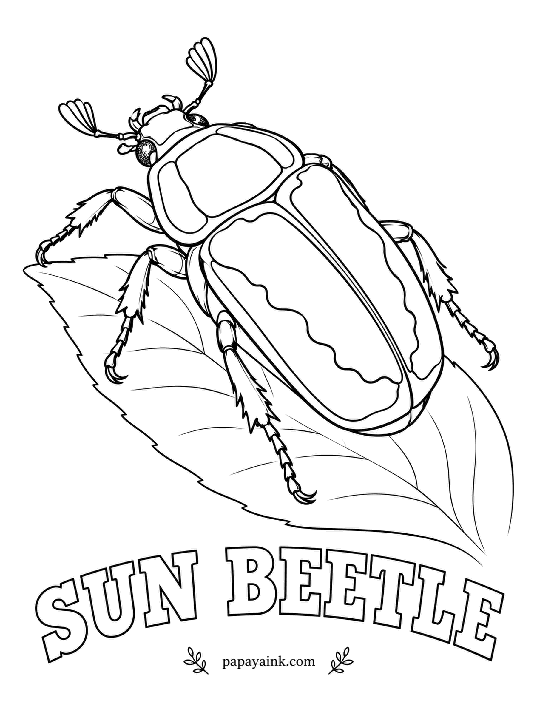 Beetle Coloring Pages - Sunny by name and by color, this West African flower chafer comes in warm yellow with chocolate-brown borders. It is one of the easiest beetles to raise at home, content with a tub of soil and slices of banana.