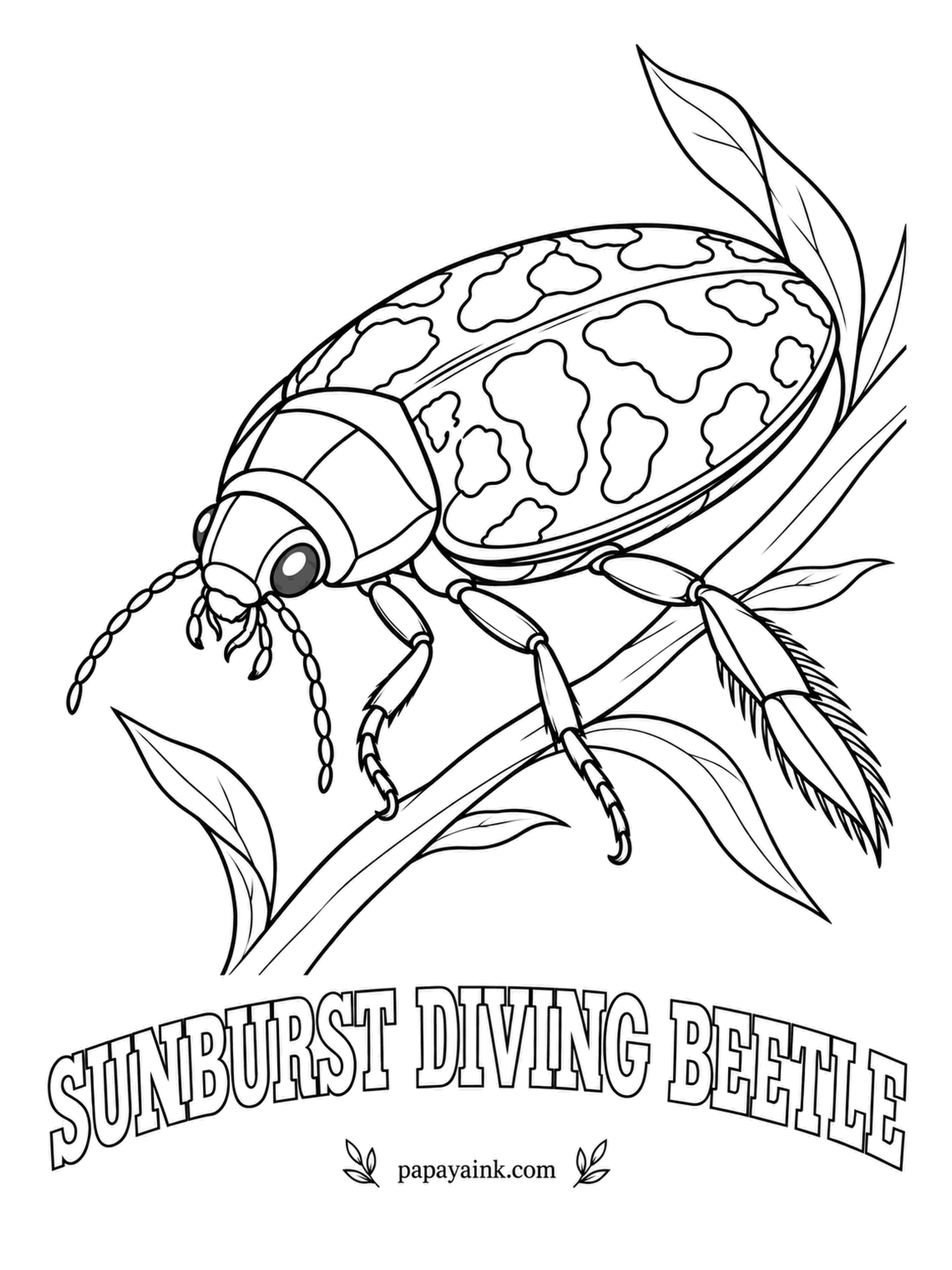 Beetle Coloring Pages - Bright yellow freckles on black make the sunburst diving beetle one of the showiest swimmers in the ponds of the Southwest and Mexico. Zoos love it for exactly that reason. Lemon spots, night-black background.