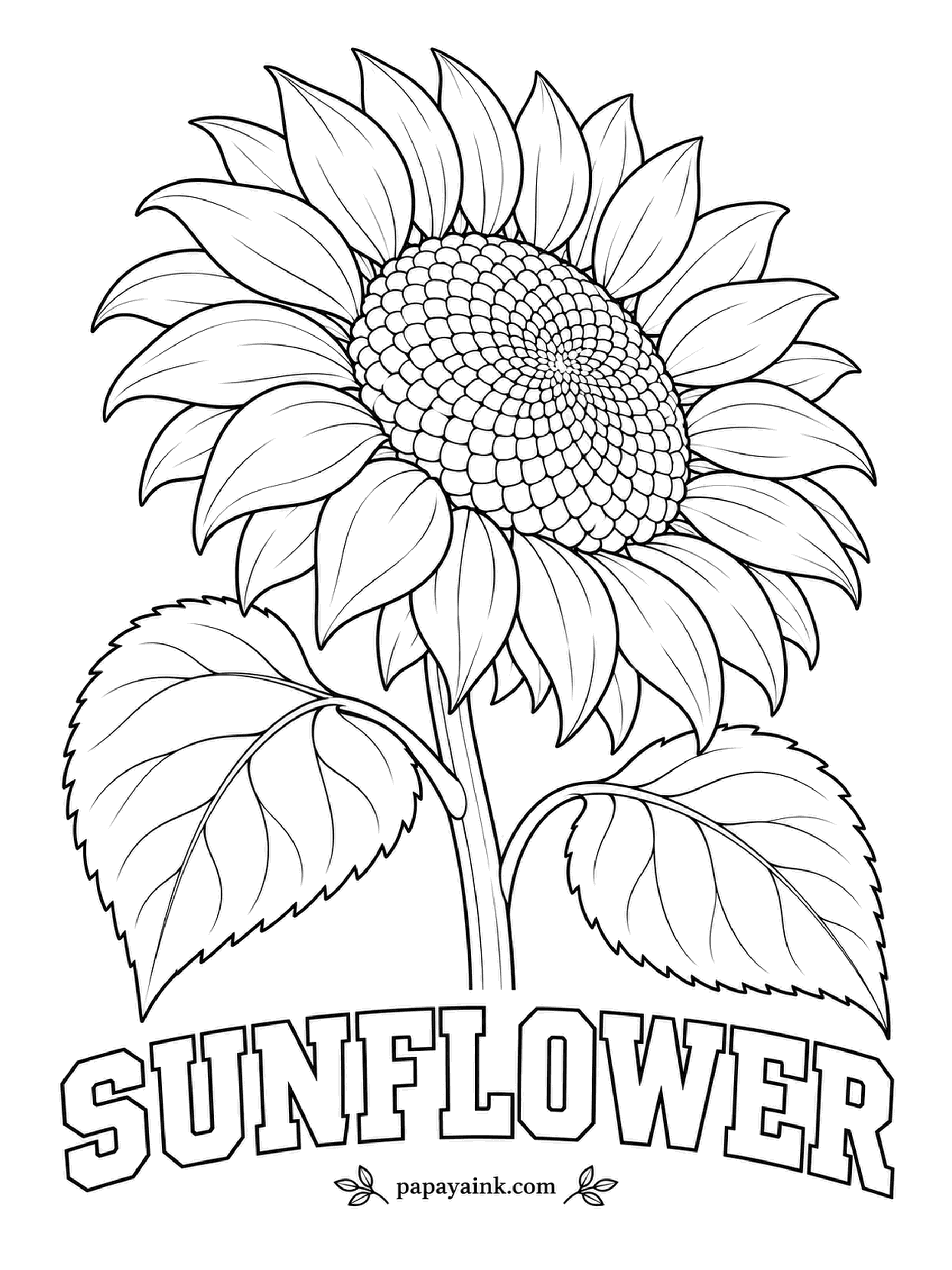 Free Flower Coloring Pages - Count the spirals in a real sunflower head and you usually land on a Fibonacci number. The seed disc here is drawn cell by cell, so it is Detailed; go dark brown in the center and amber toward the gold petals.