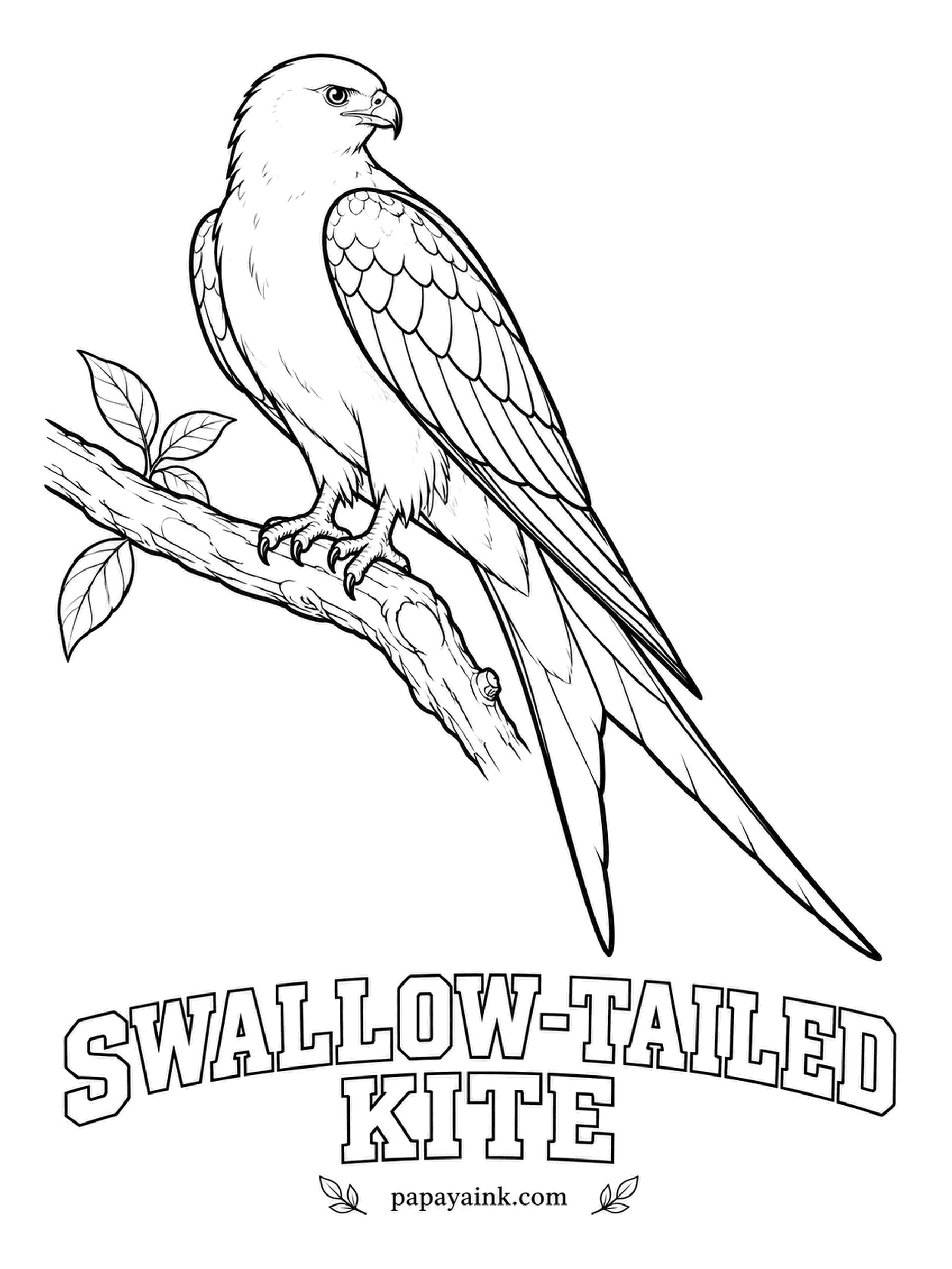 Printable Bird Coloring Pages - It eats, drinks and even bathes on the wing, skimming the surface of a lake to take a sip. The Swallow-tailed Kite is white on the head and body, with black wings and a black forked tail. A crisp, simple page.