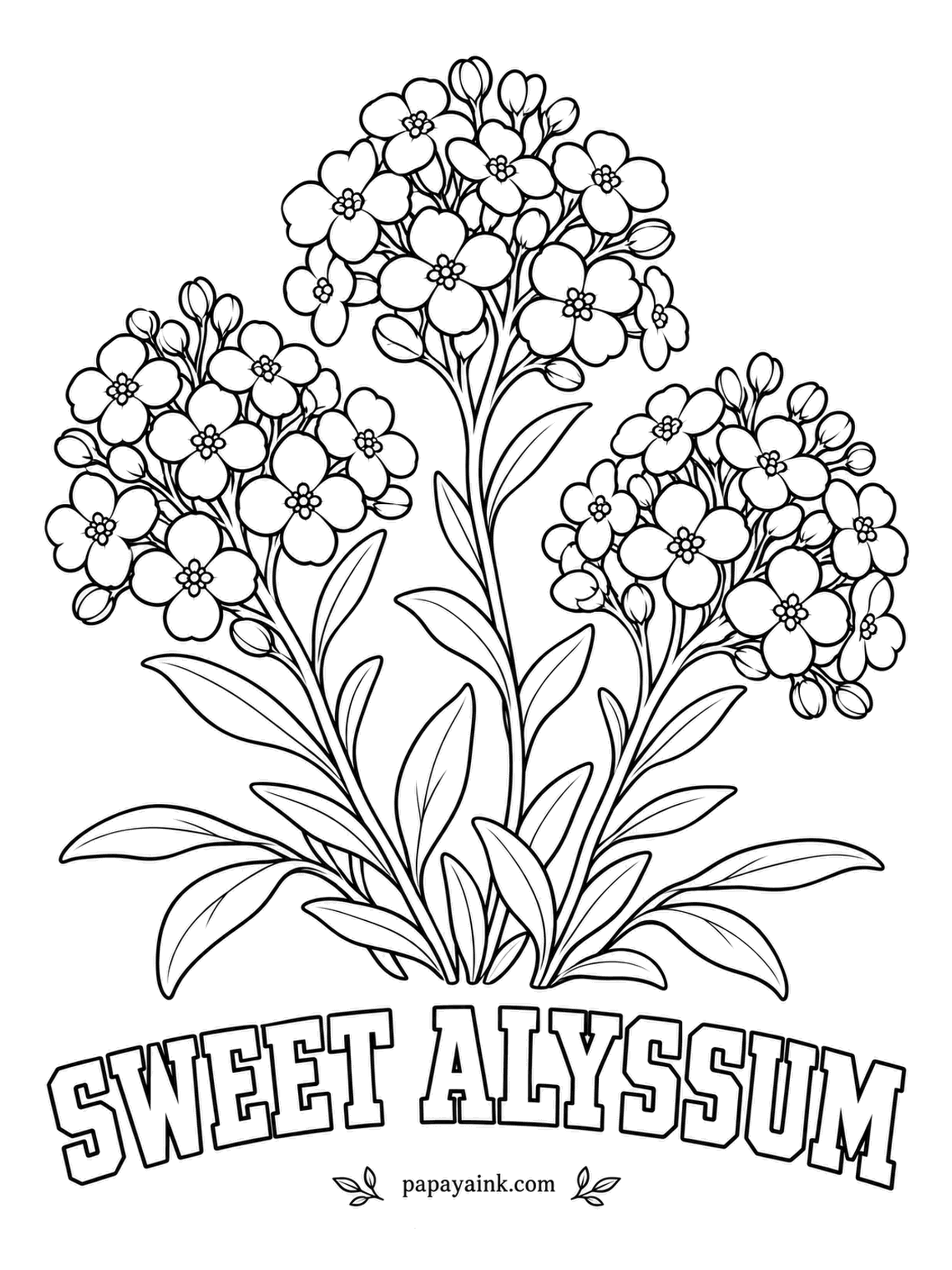 Free Flower Coloring Pages - A tiny member of the cabbage family, sweet alyssum smells of honey on warm afternoons and spills over path edges in low mounds. Snowy flowers are the classic choice, with violet and rose as alternatives. Detailed.