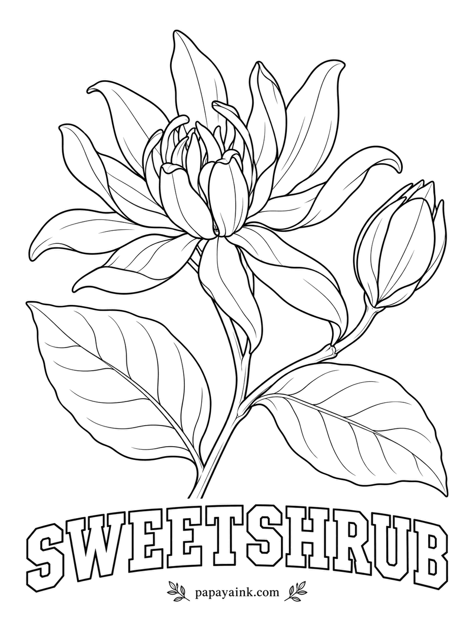 Realistic Flower Coloring Pages - Strappy petals in deep maroon curl around one another like a waterlily that grew on a bush. Sweetshrub flowers smell of ripe strawberries and bananas, especially in the warmth of late afternoon. Wine red petals, rich green leaves.