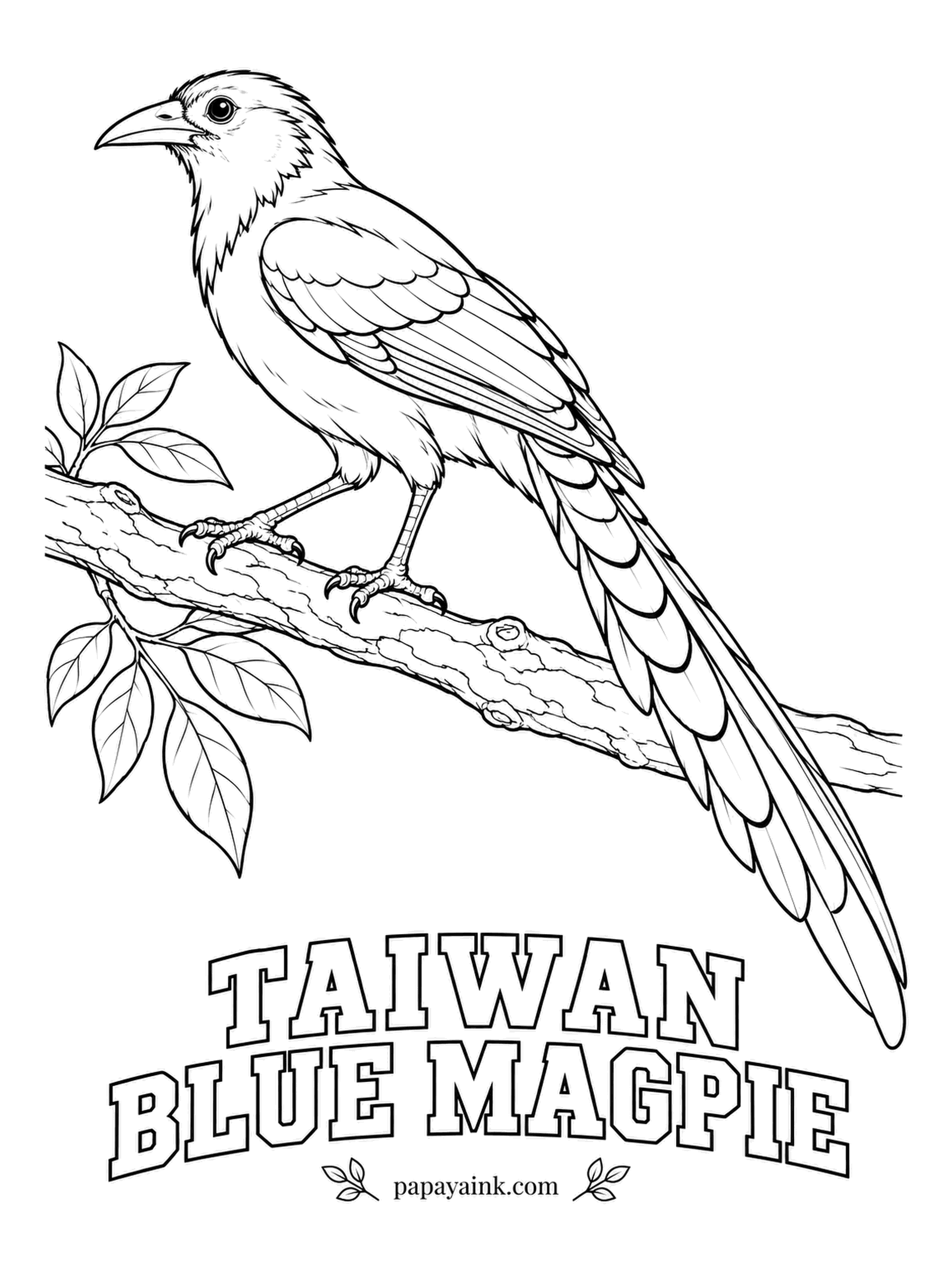 Realistic Bird Coloring Pages - Found only in the hill forests of Taiwan, blue magpies travel in noisy family lines, one long tail following another between the trees. Black head and chest, bright cobalt body, red bill and legs, and a tail tipped with white.