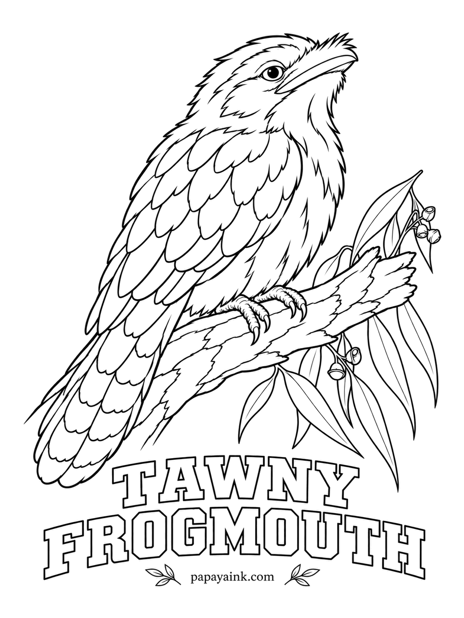 Realistic Bird Coloring Pages - Not an owl, whatever it looks like. The tawny frogmouth spends the day pretending to be a broken branch, eyes half shut and beak pointed at the sky. Silver gray streaked with black and brown, and big yellow eyes.