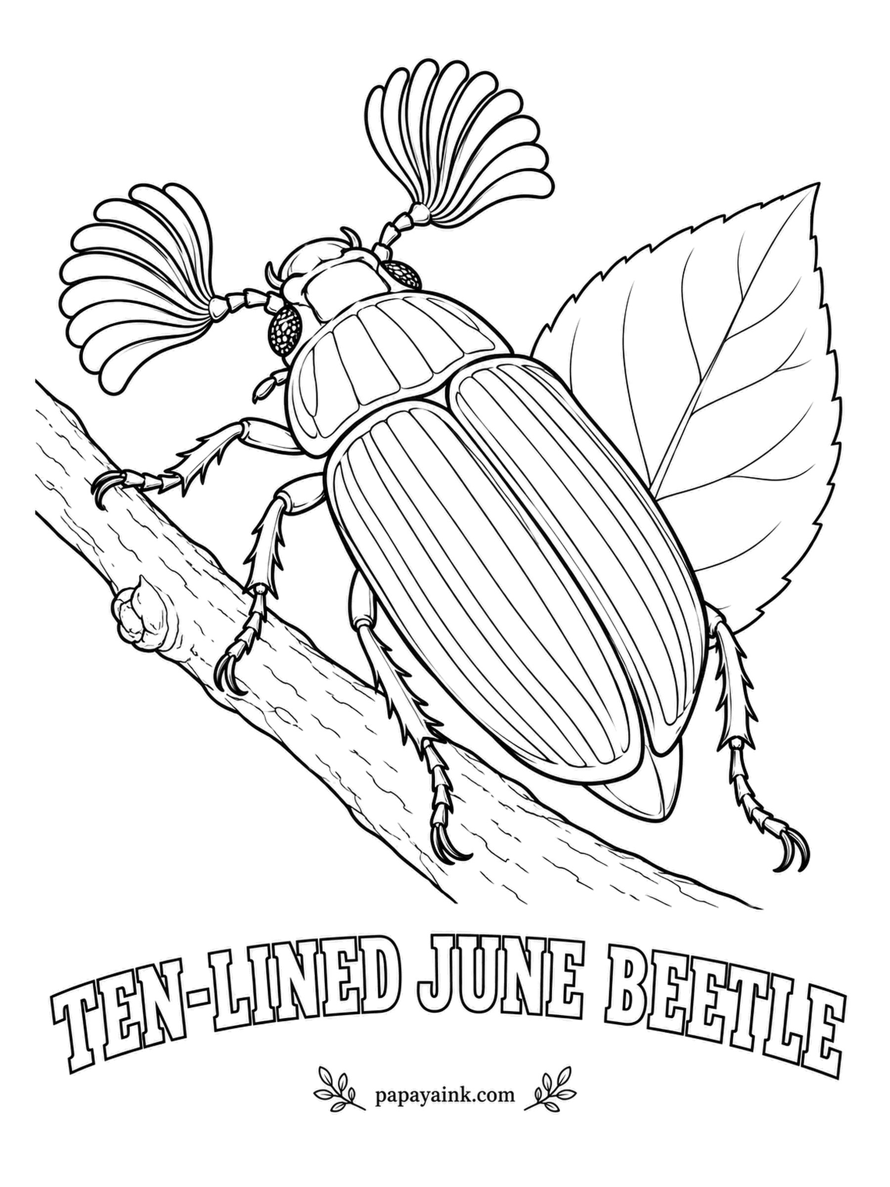 Beetle Coloring Pages - Pick one up and it squeaks in protest, rubbing its abdomen against the edge of its shell. The ten-lined June beetle of the American West also has fan-shaped antennae that catch a female's scent from far away. White stripes on brown; the fans stay plain.