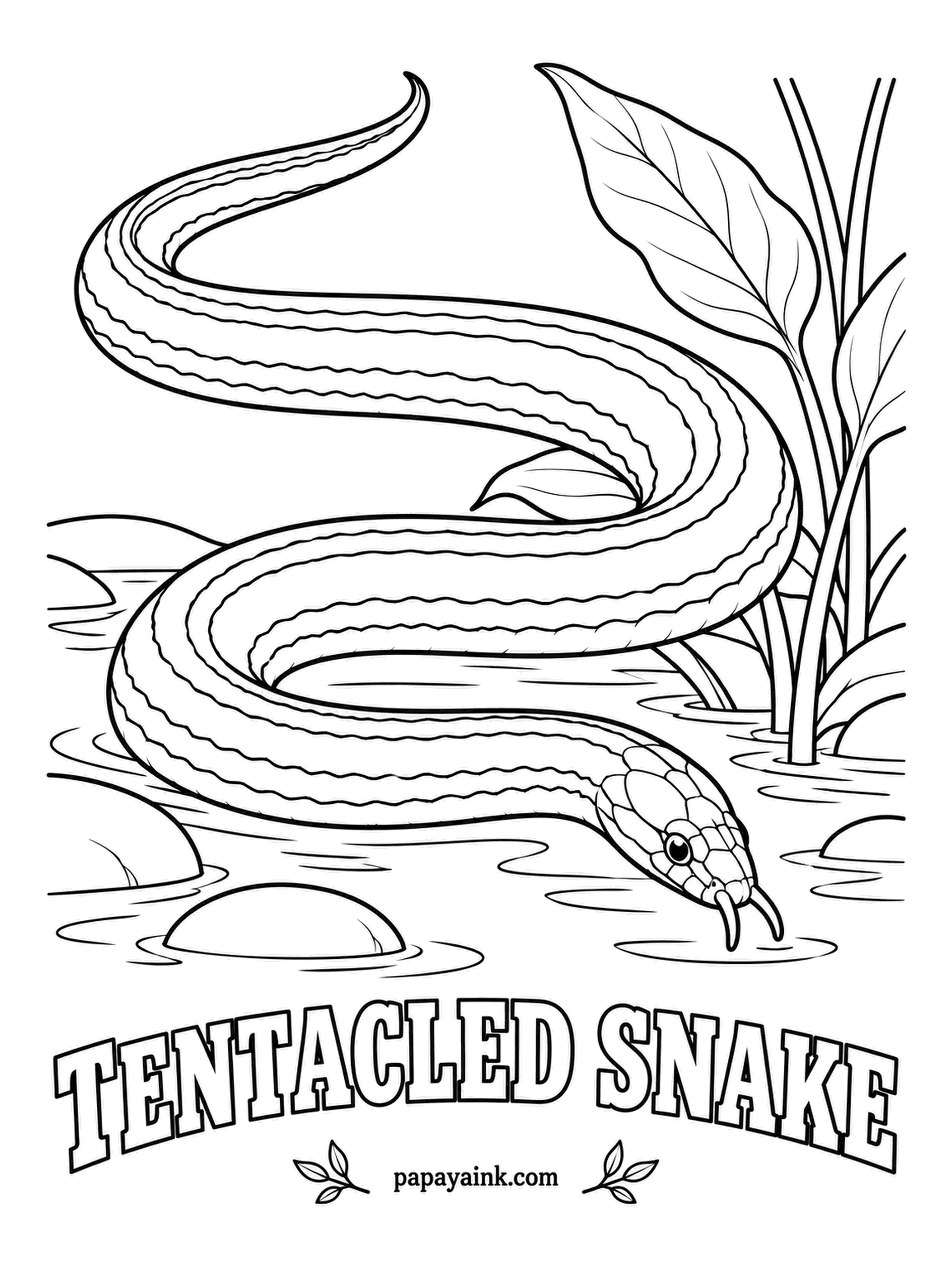 Reptile Coloring Pages - Those two little tentacles on the snout are not decoration: they sense movement in muddy water. The tentacled snake of Southeast Asia lives its whole life submerged, waiting in a J-shape for passing fish. Olive-brown, striped lengthwise in a deeper shade.
