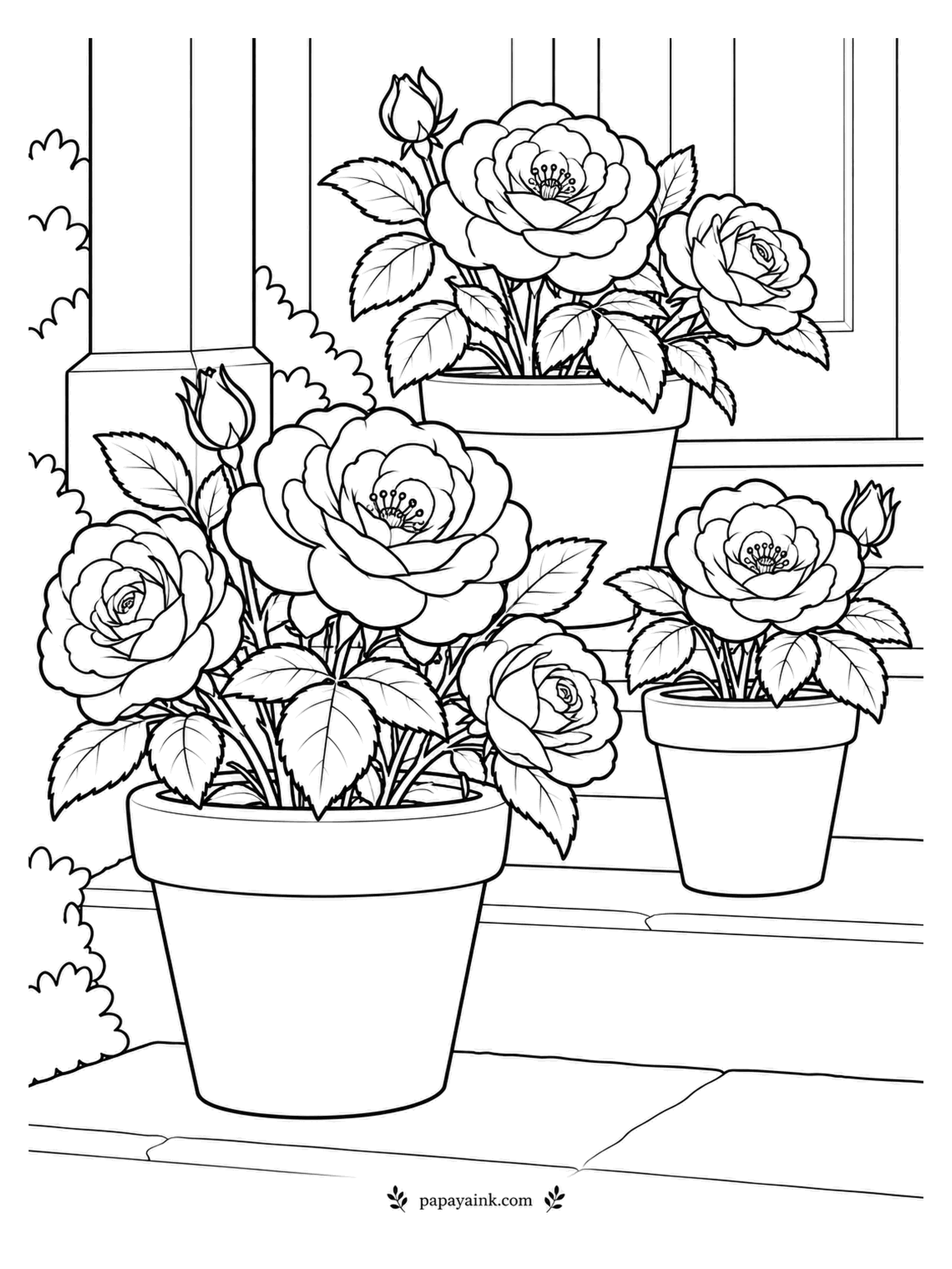 Rose Coloring Pages - Minis are made for containers, and three pots of miniature roses line these front steps. Here the blooms are drawn large, so every petal is easy to reach. Terracotta orange for the pots; the paving can stay pale.