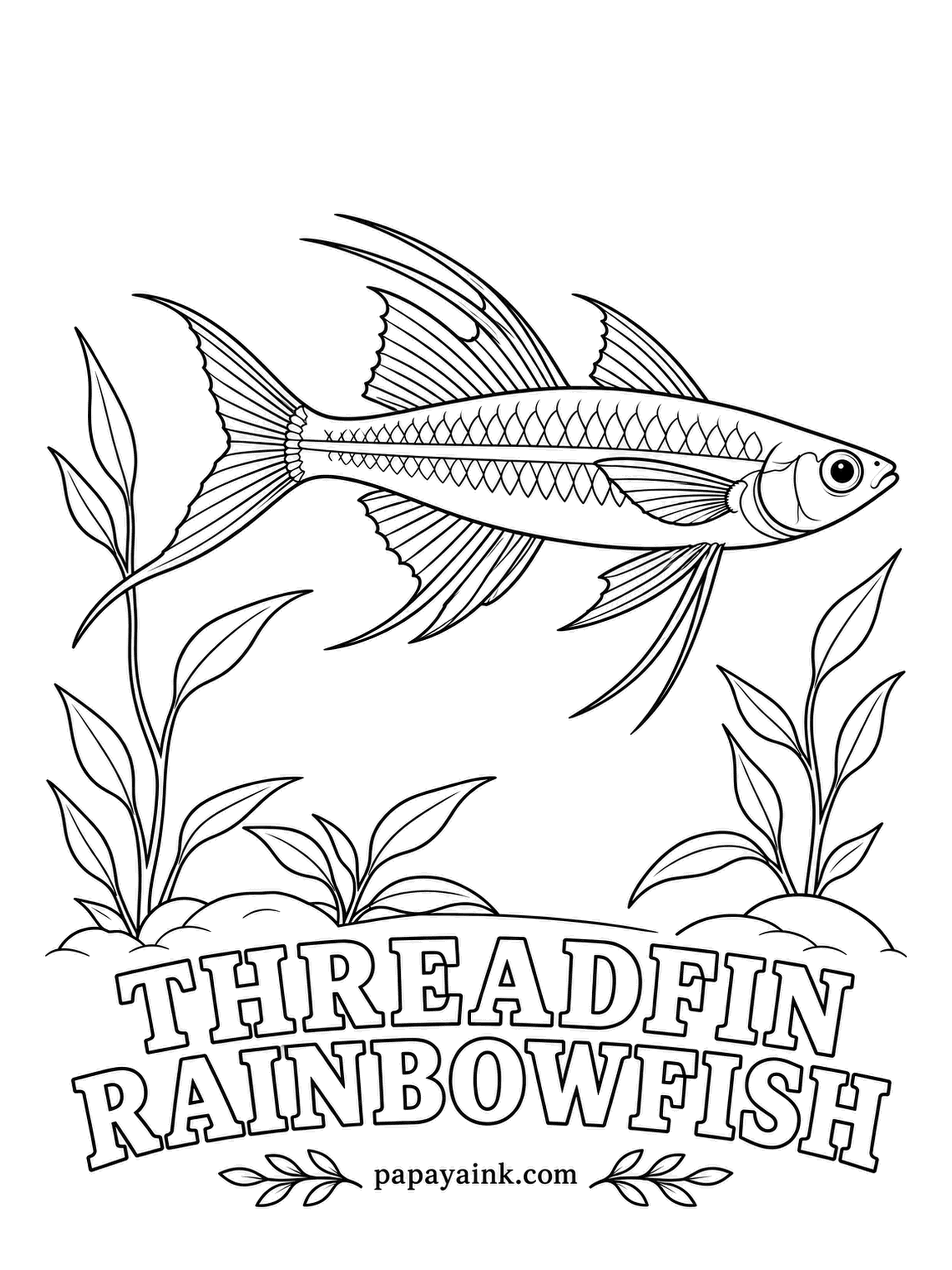 Aquarium Fish Coloring Pages - A male threadfin trails fin rays like silk threads and fans them out to court females. It lives in grassy swamps of New Guinea and northern Australia. Pale silver for the fish, a soft blush of red and yellow on the threads.
