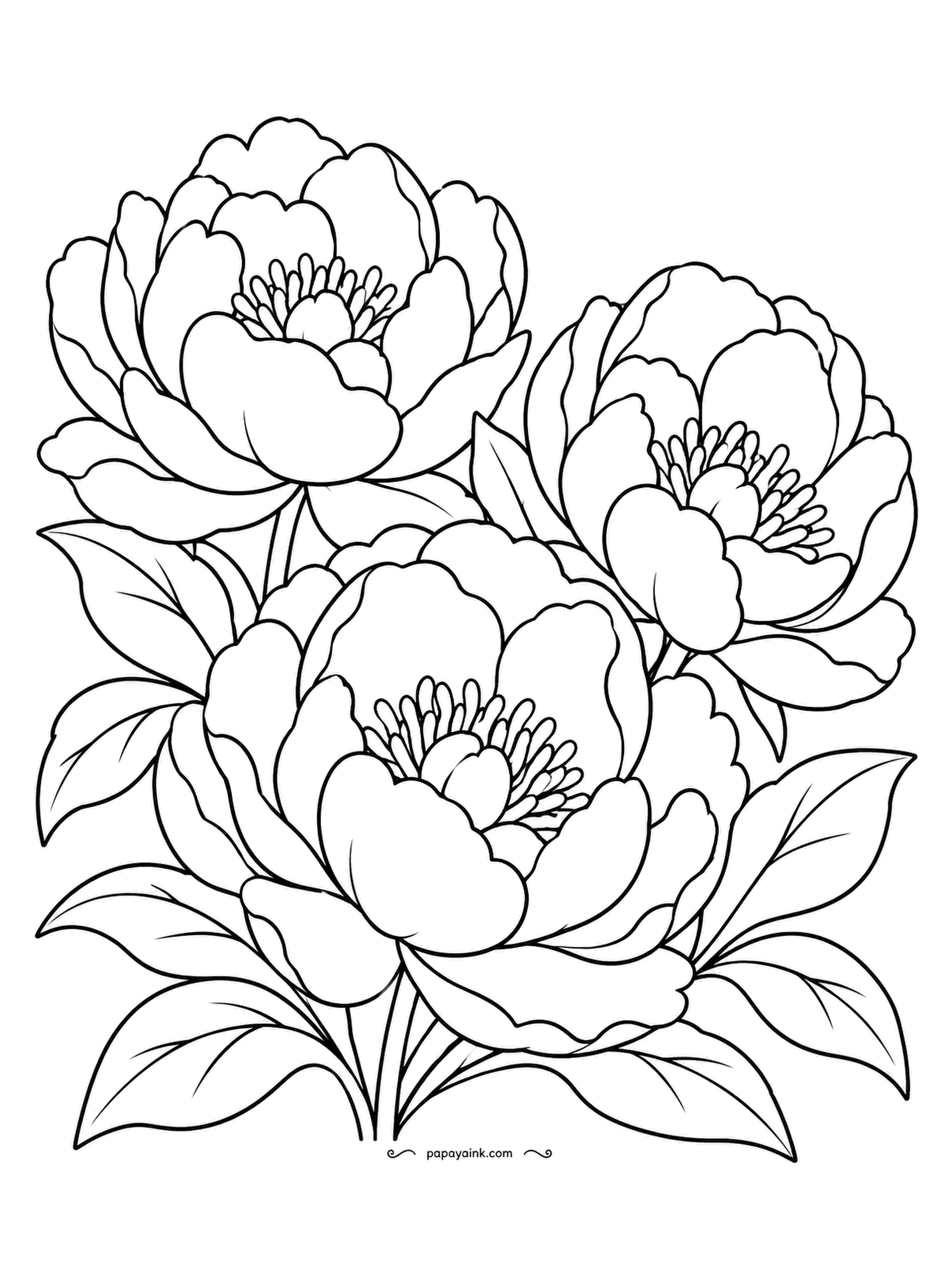 Garden Coloring Pages - Peony portrait: blooms wide open, each with a crown of stamens in the center and layers of ruffled petals around it. Start the petals almost white at the edges and deepen toward the middle; the stamens are yellow on nearly every variety.