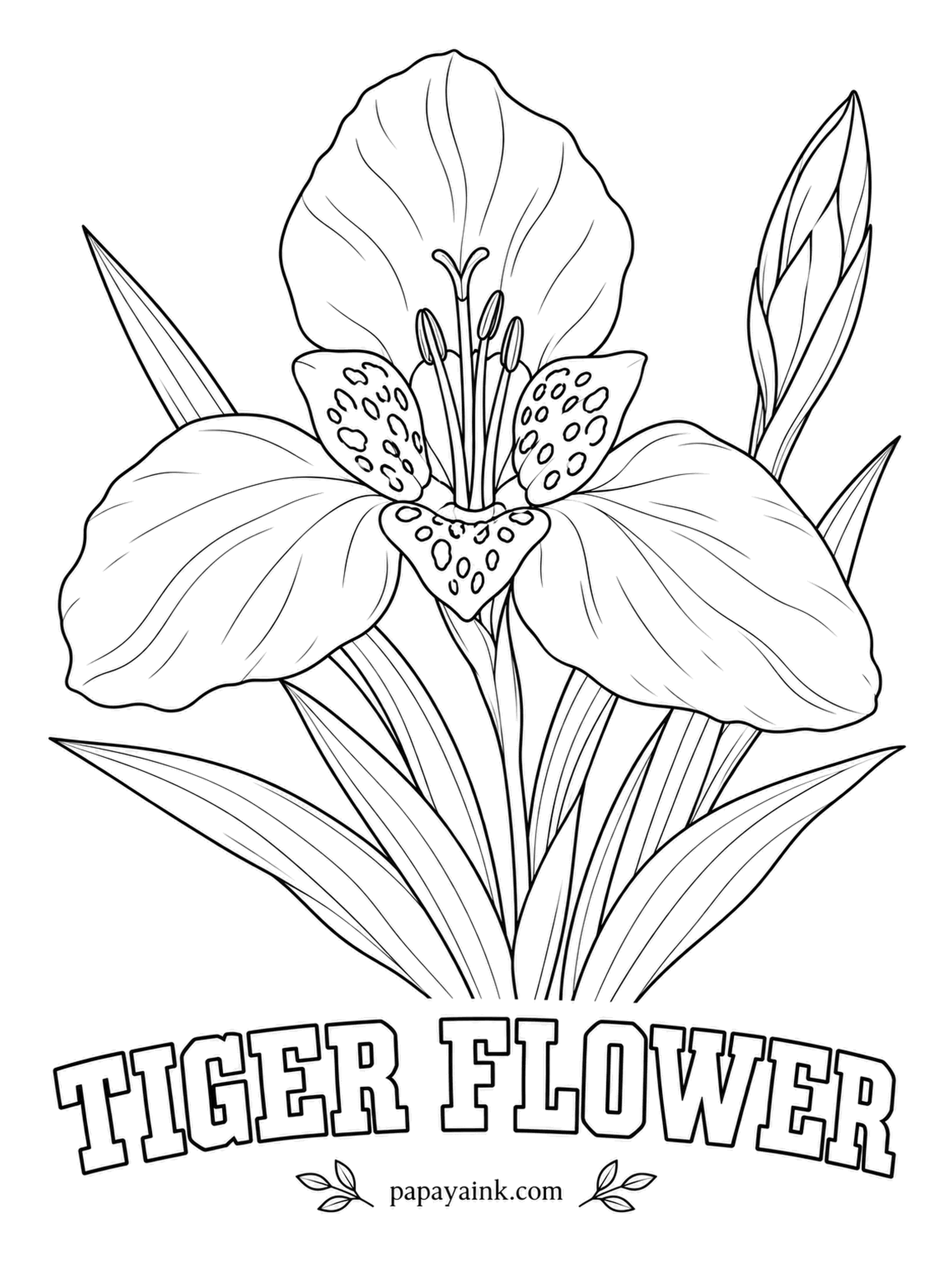Printable Flower Coloring Pages - Three broad petals, three small ones, and a spotted bowl in the center. Tiger flower is a Mexican bulb, and each bloom lasts a single day before the next bud takes over. Outer petals red, orange or pink; the center yellow with dark leopard spots.