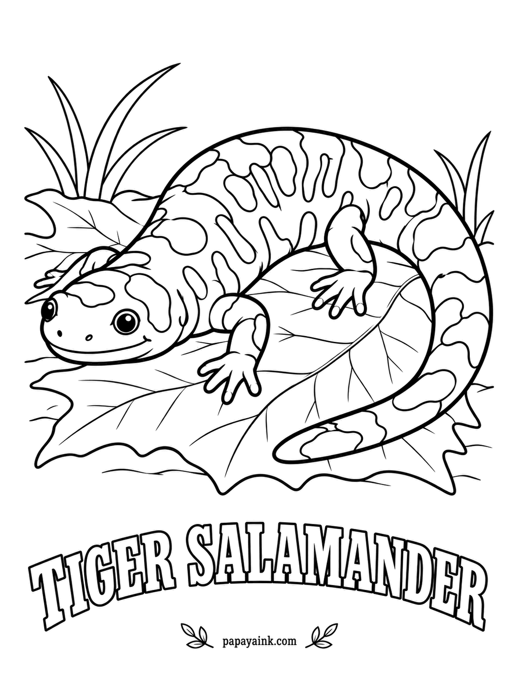 Amphibian Coloring Pages - Among the largest land salamanders in North America, long as a dinner plate is wide, the tiger salamander is the state amphibian of Illinois. It lives in burrows and comes out on rainy nights. Glossy black with bold yellow bars and blotches.