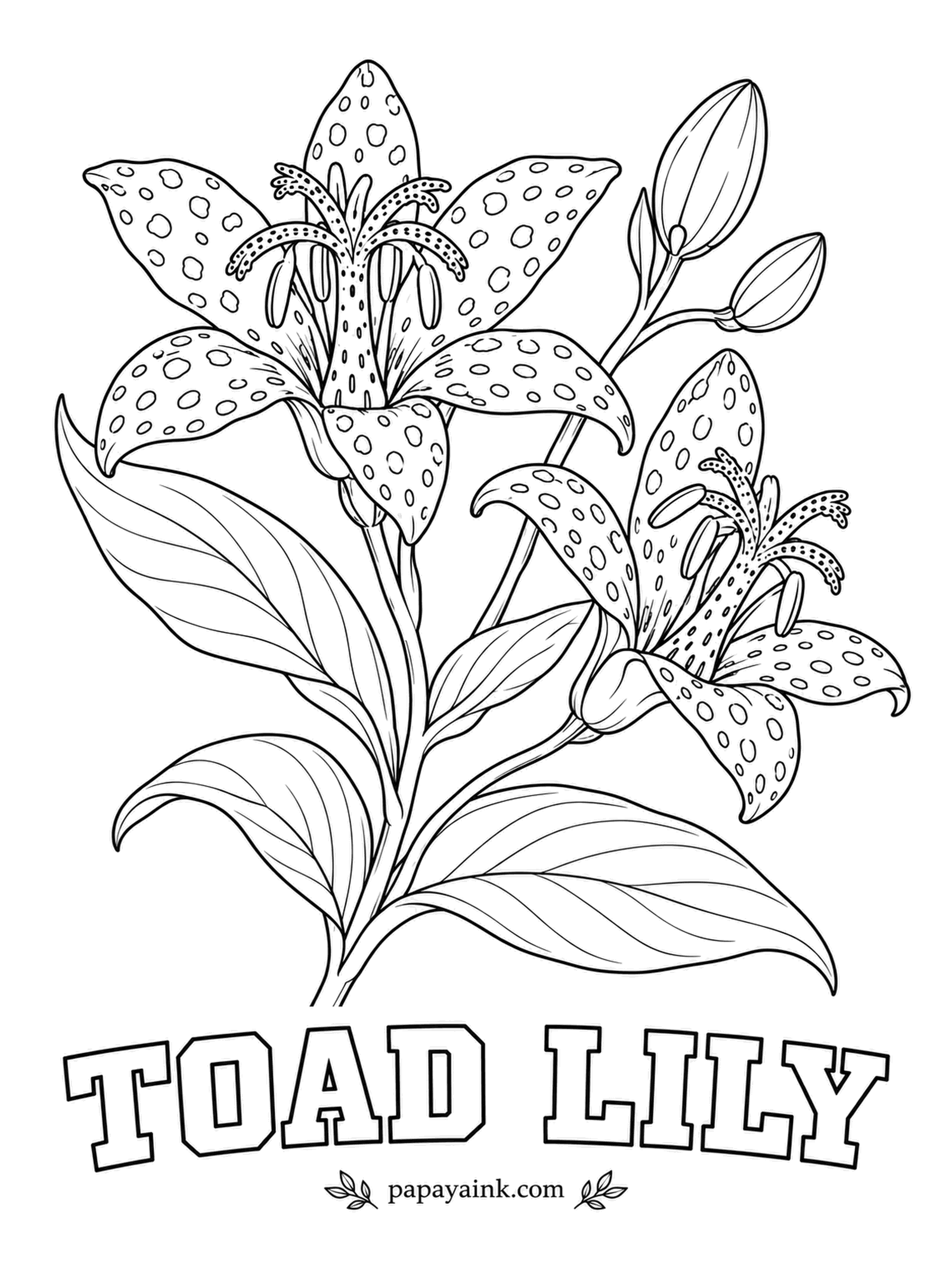 Printable Flower Coloring Pages - Small orchid-like flowers freckled with purple from petal tip to stamen. Toad lily blooms in shade in autumn, after most of the garden has finished, and the spots are its signature. Dot the freckles in violet over a white or pale lilac base.