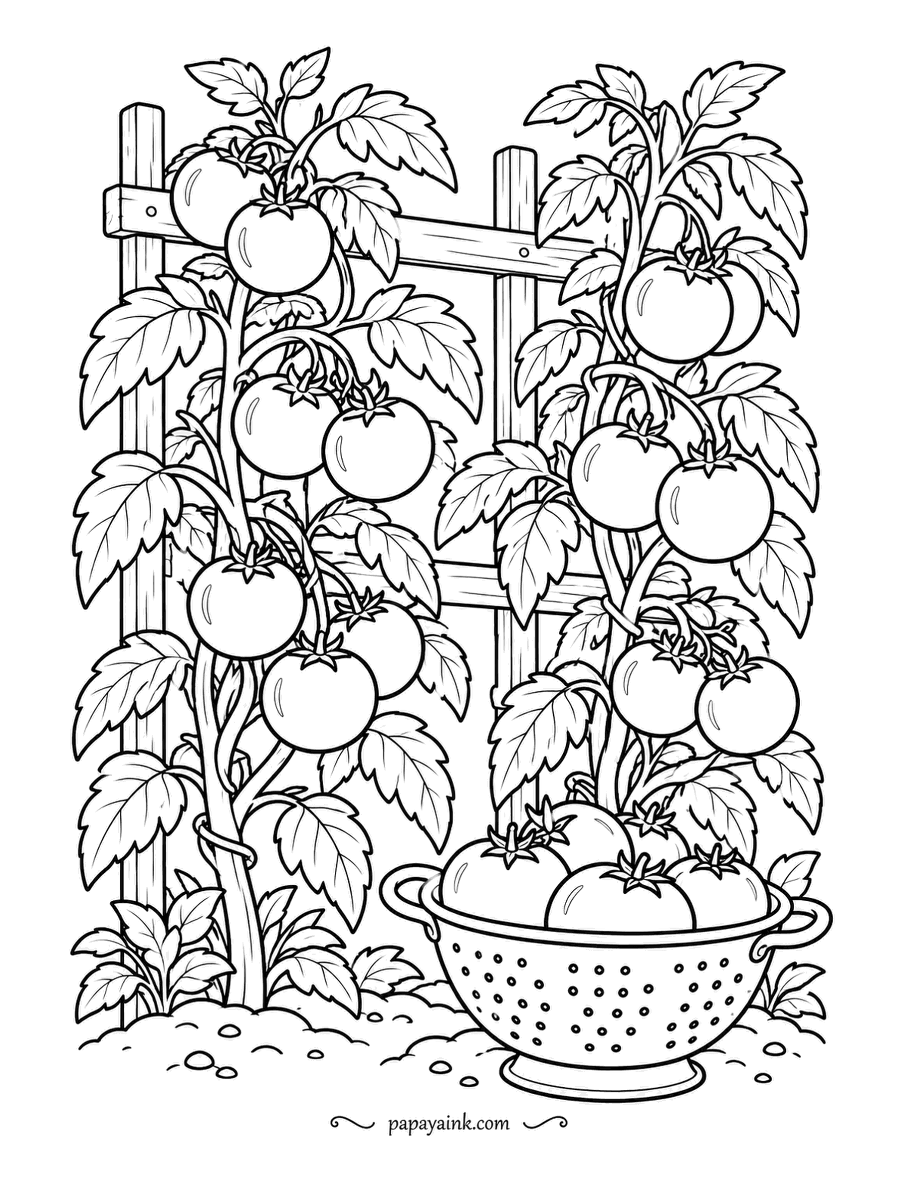 Farm Coloring Pages - Tomato vines tied to a wooden frame, fruit at every level, a colander of picked ones at the base. Try reds for the ripe tomatoes and a few in orange or green for the ones still coming along.