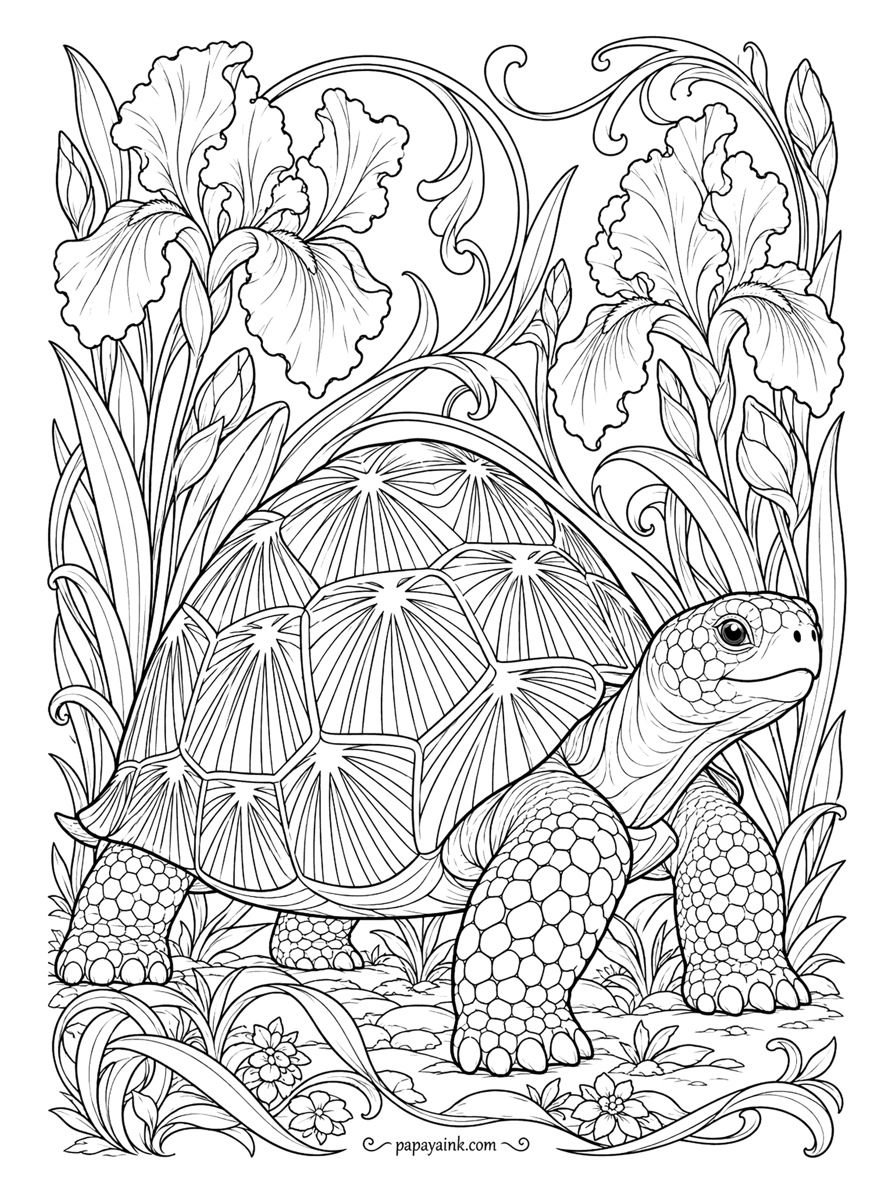 Turtle Coloring Pages - Bearded irises curl into whiplash scrolls around a tortoise crossing the garden bed, in the manner of an Art Nouveau poster. Try a limited palette: violet, sage and cream, with the shell in one deep color. Detailed.
