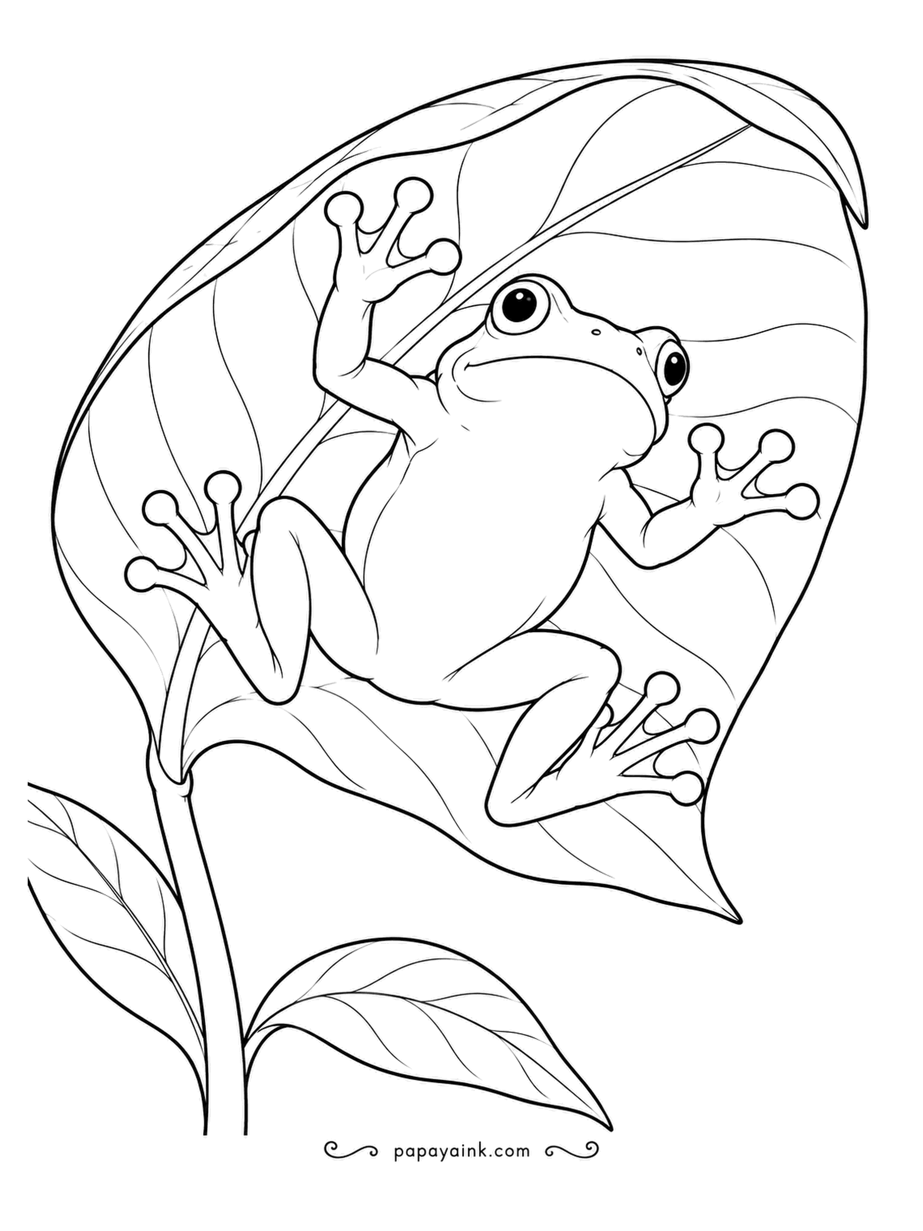 Frog Coloring Pages - Tree frogs have sticky toe pads that let them cling to the underside of a leaf, and this one is hanging upside down without effort. Realistic, detailed veins.