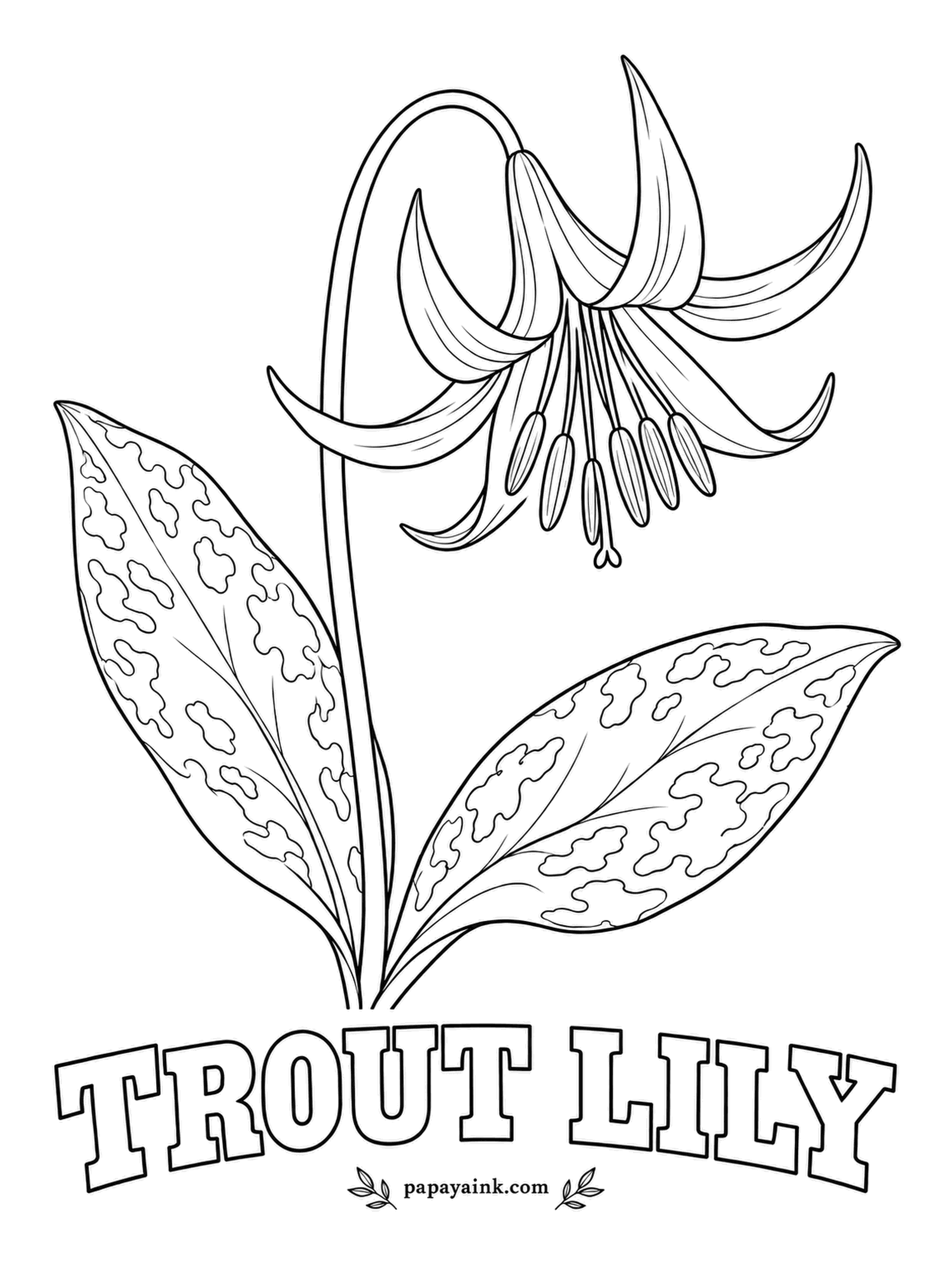 Realistic Flower Coloring Pages - Mottled leaves look just like the side of a brook trout, and a single yellow lily nods above them with its petals swept back. A trout lily can take several years to bloom for the first time. Butter yellow petals, brown-speckled green leaves.