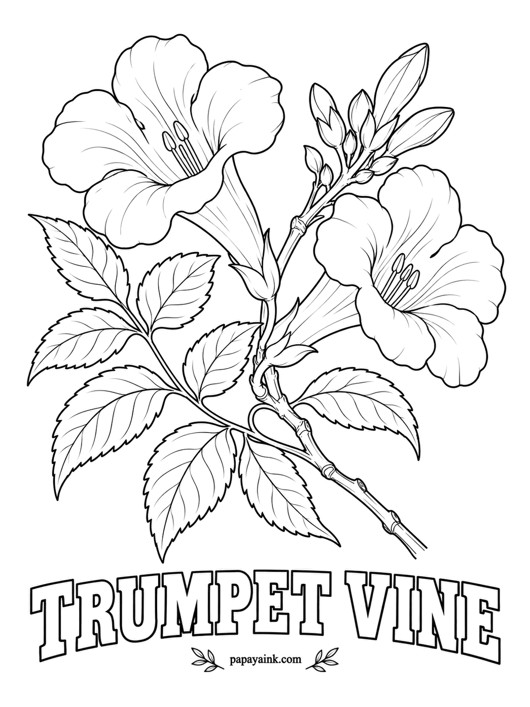 Realistic Flower Coloring Pages - Orange trumpets as long as a finger hang in clusters from a climbing vine that can swallow a fence in a few seasons. Trumpet vine is so popular with hummingbirds that many people call it hummingbird vine. Orange-red trumpets, yellow throats.