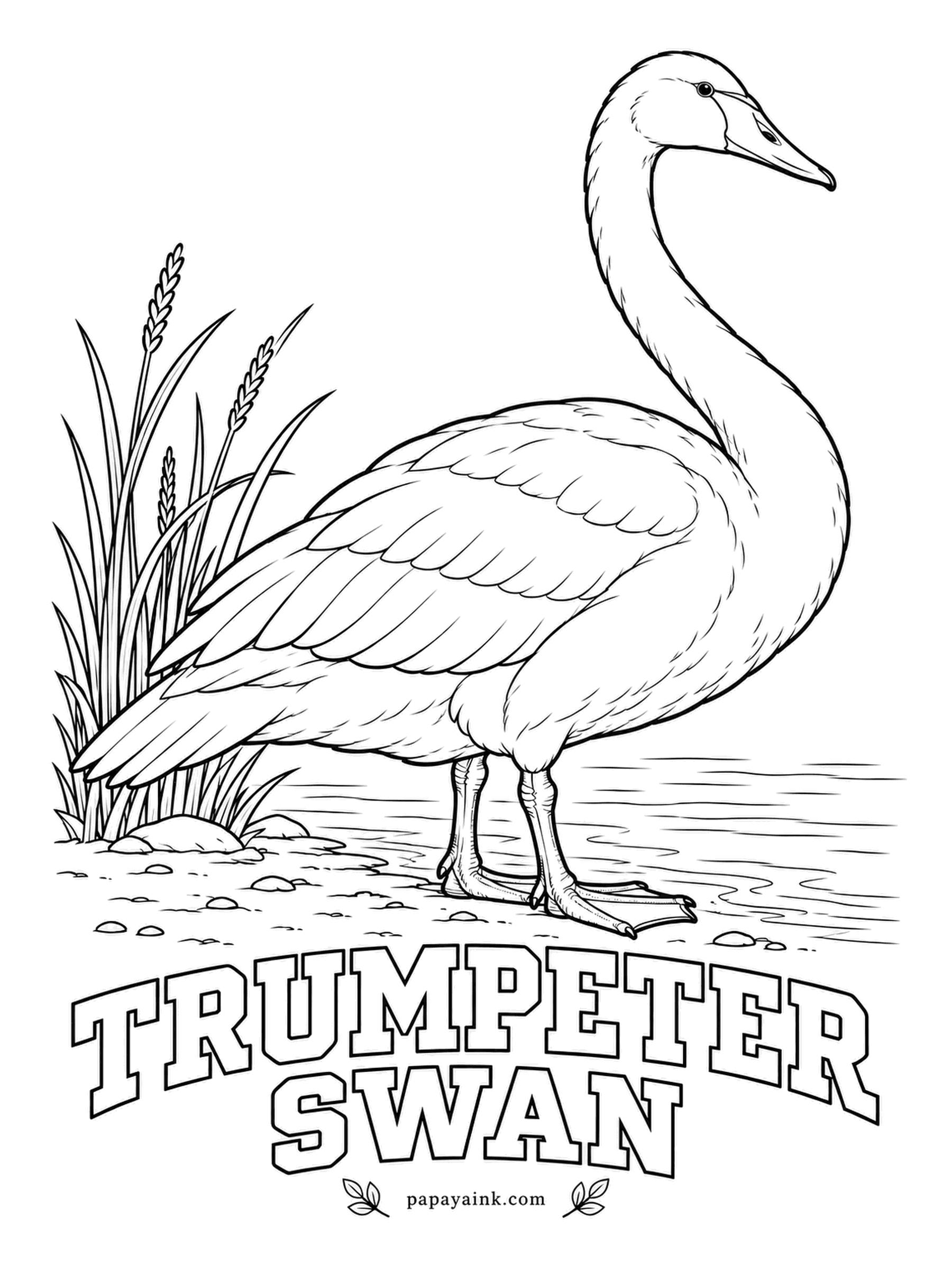 Printable Bird Coloring Pages - Nearly gone a century ago, North America's largest waterfowl has since been brought back. A Trumpeter Swan is pure white with a black bill and black legs. Shade the white with faint blue-gray so the feathers keep their shape.