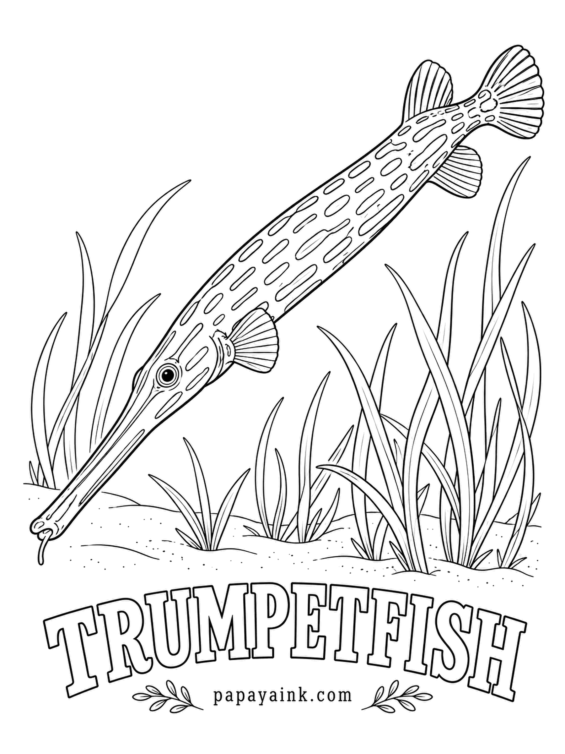 Ocean Fish Coloring Pages - Sneaking up on prey is its specialty: it shadows a parrotfish or grouper, swimming tight against its side, and strikes small fish that never noticed it. Often reddish brown with pale lines; a golden-yellow form exists too.