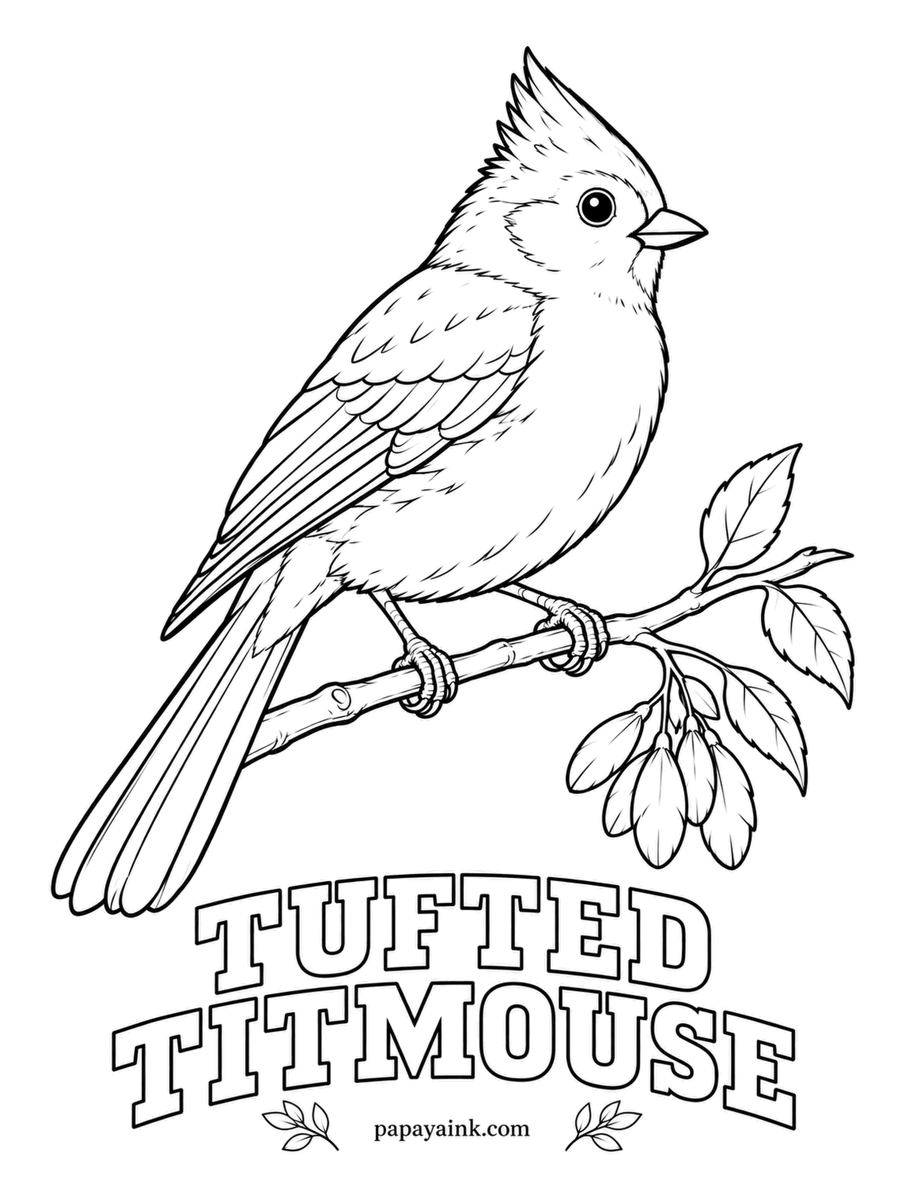 Printable Bird Coloring Pages - For its nest lining, this small bird will pluck fur straight from a sleeping raccoon, a dog or occasionally a person. The Tufted Titmouse has a gray crest and back, white underparts and rusty-peach flanks. A black dot above the bill.