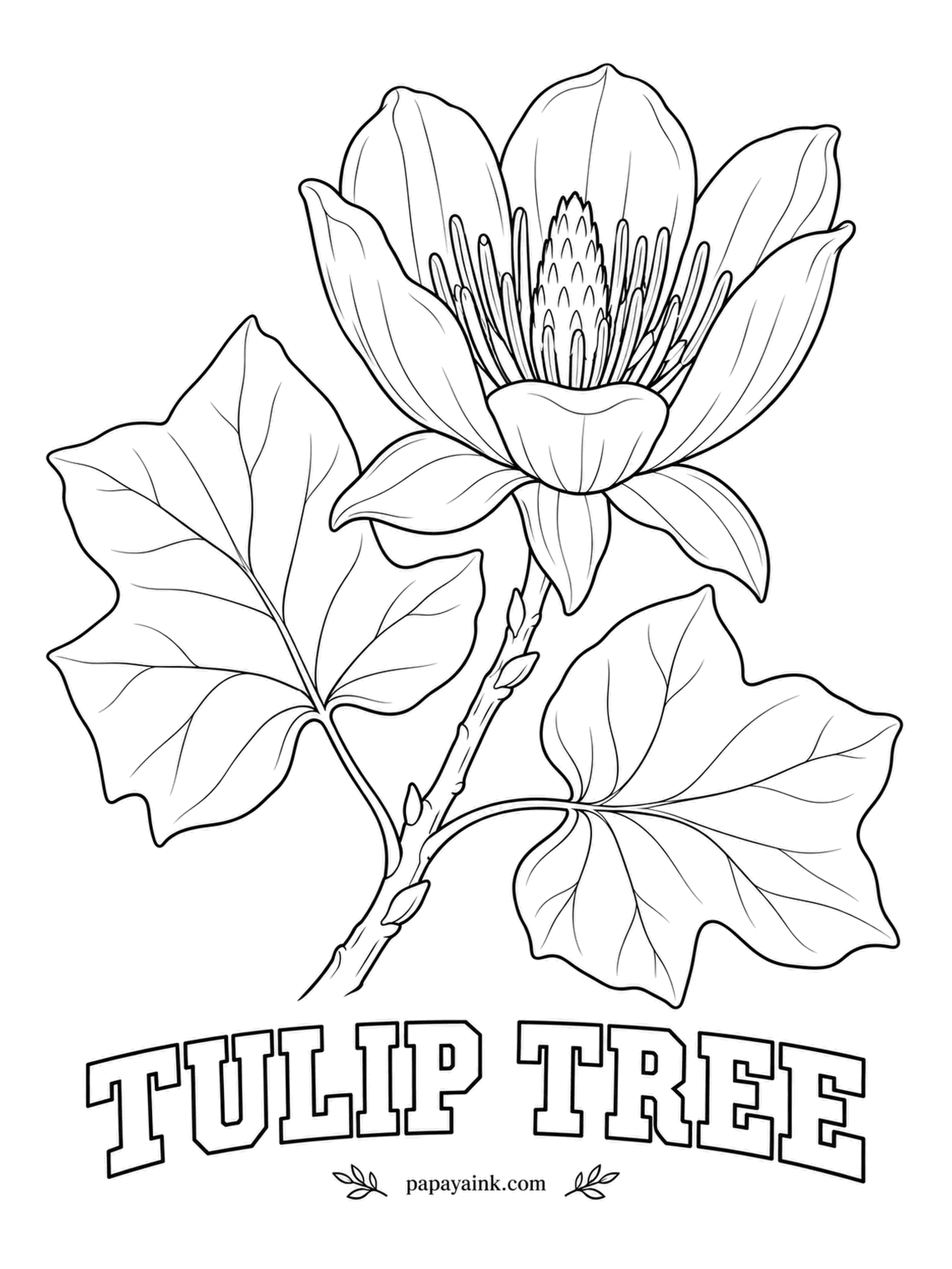Realistic Flower Coloring Pages - Tulip-shaped cups appear high in the crown of one of the tallest hardwoods in eastern North America. The leaf looks as if someone snipped off its tip with scissors. Pale greenish-yellow petals with a bright orange band near the base.
