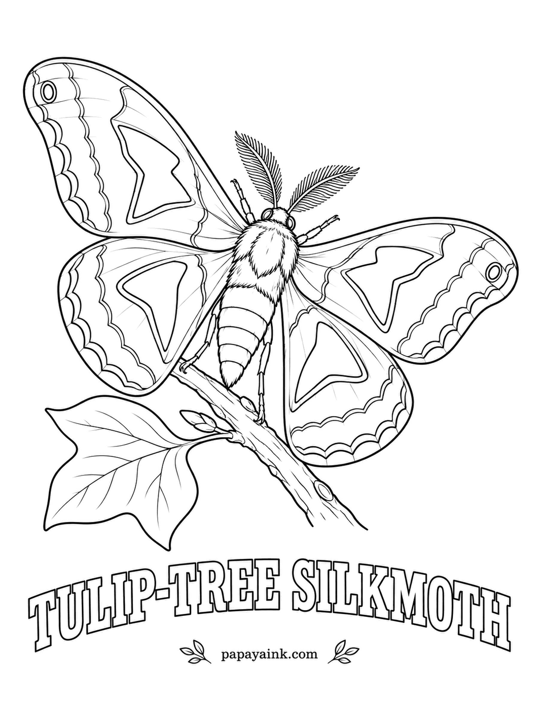 Butterfly and Moth Coloring Pages - Rust orange wings with a pale cream triangle in each one and a thin wavy line near the edge, sitting on a tulip tree leaf, the tree its larvae love best. Keep the triangles clean and let the orange be deep.